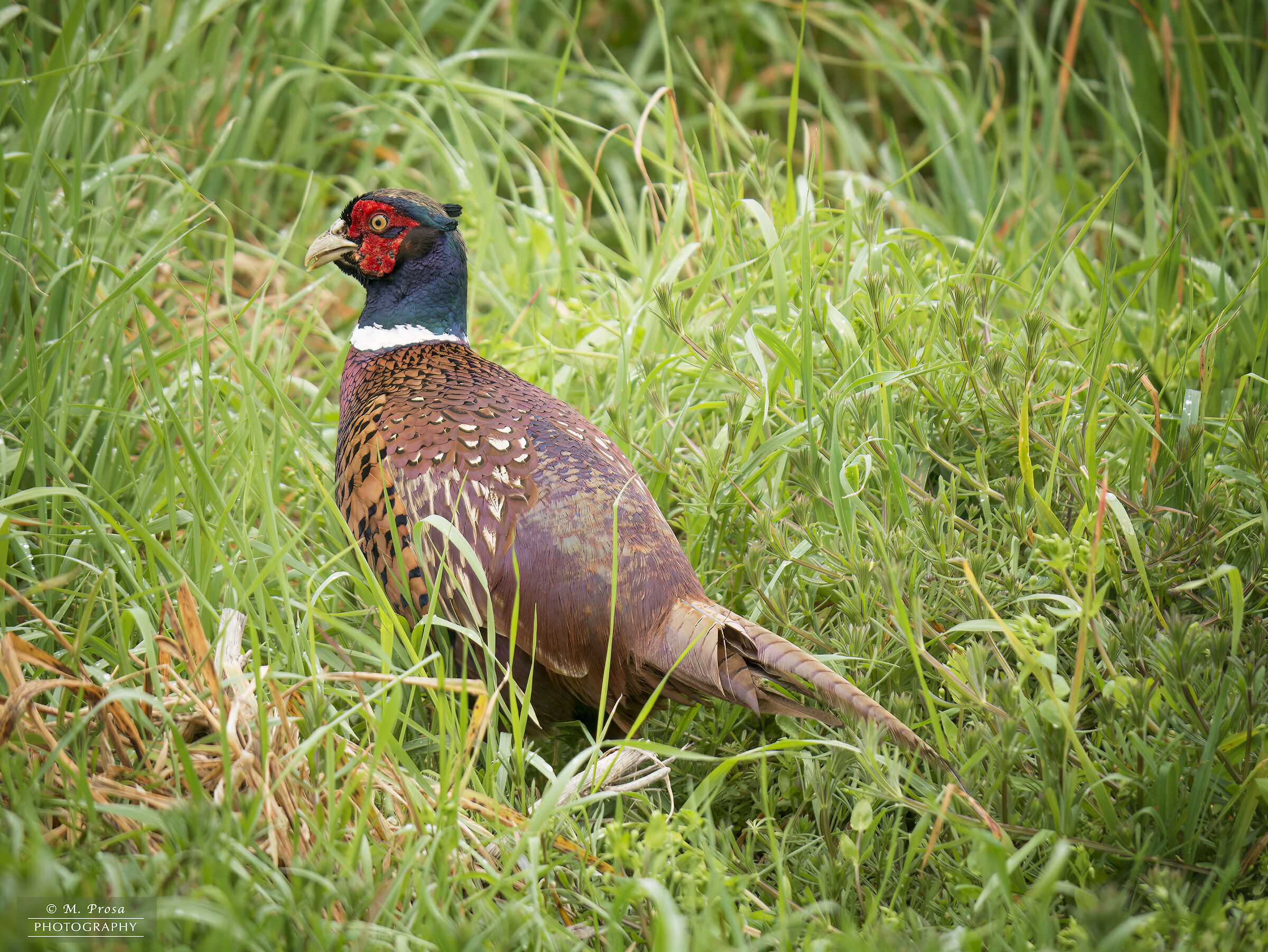 Pheasant