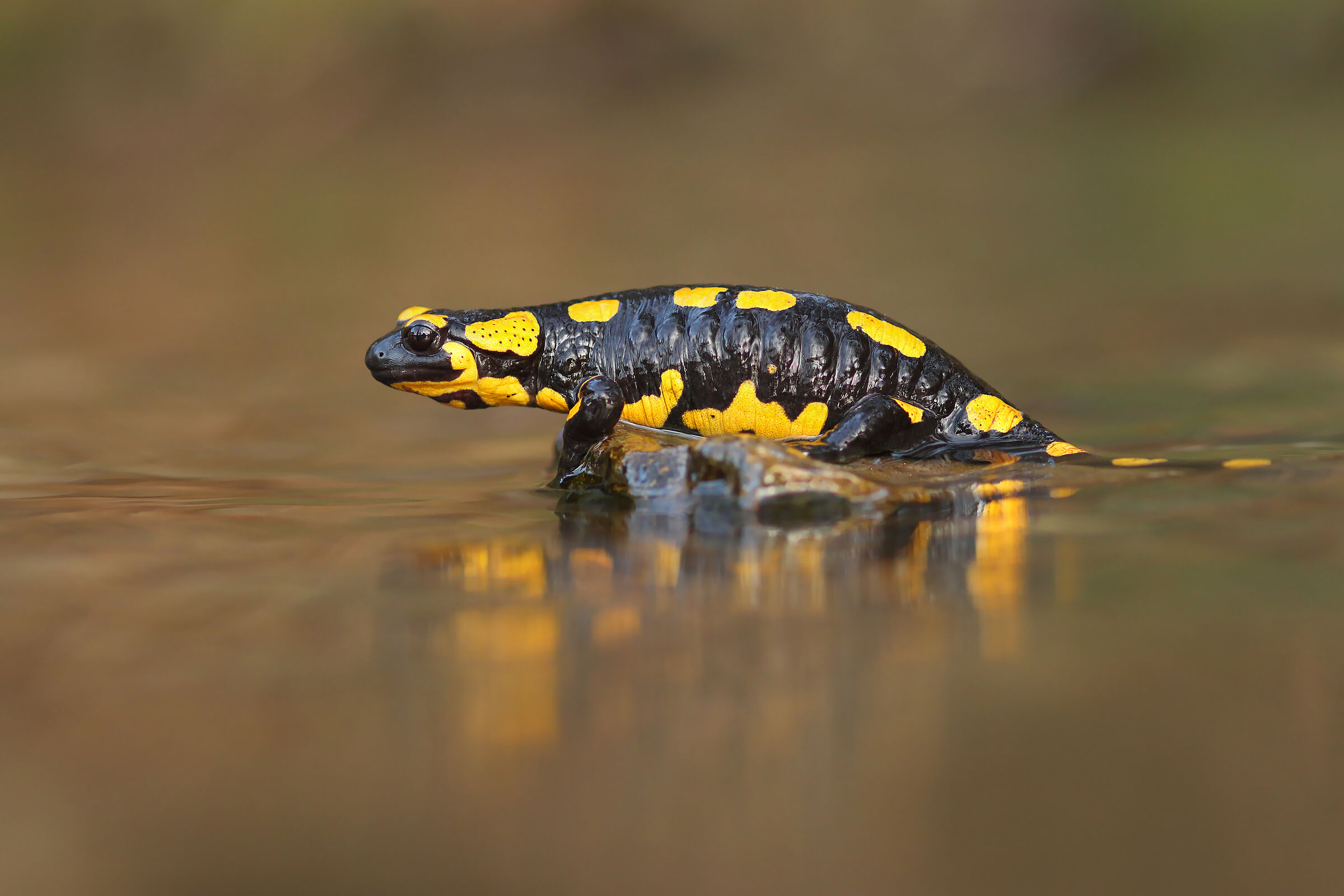 Salamandra salamandra