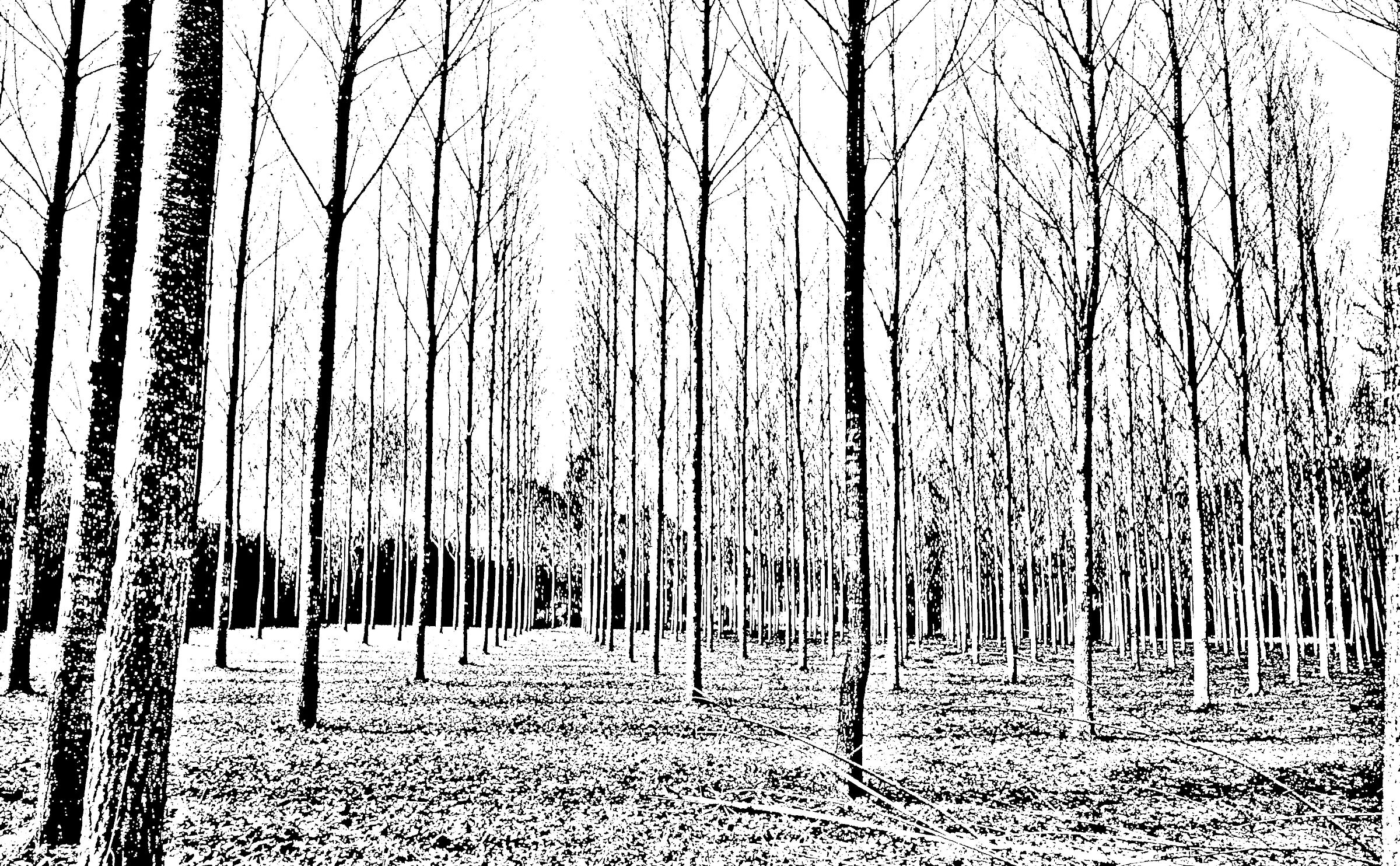 Poplars in the Aniene valley