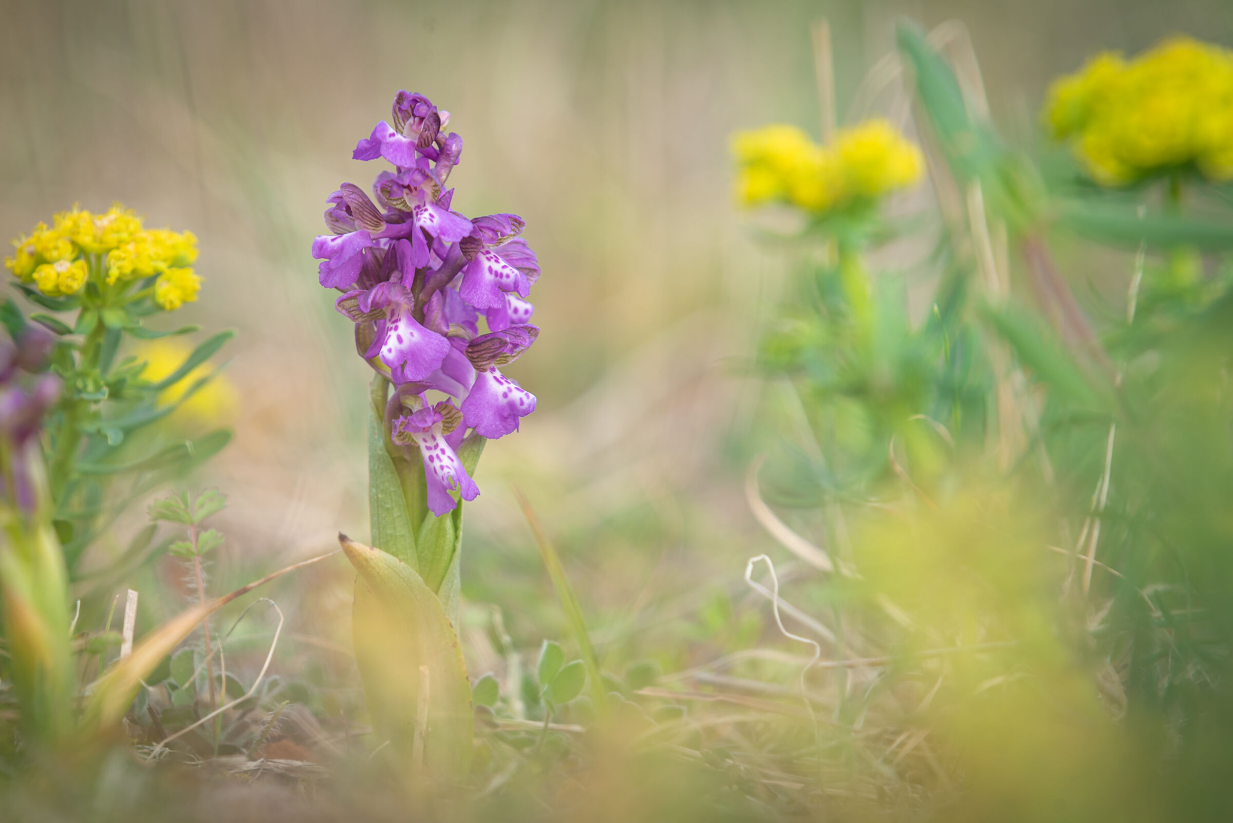 Anacamptis Morio