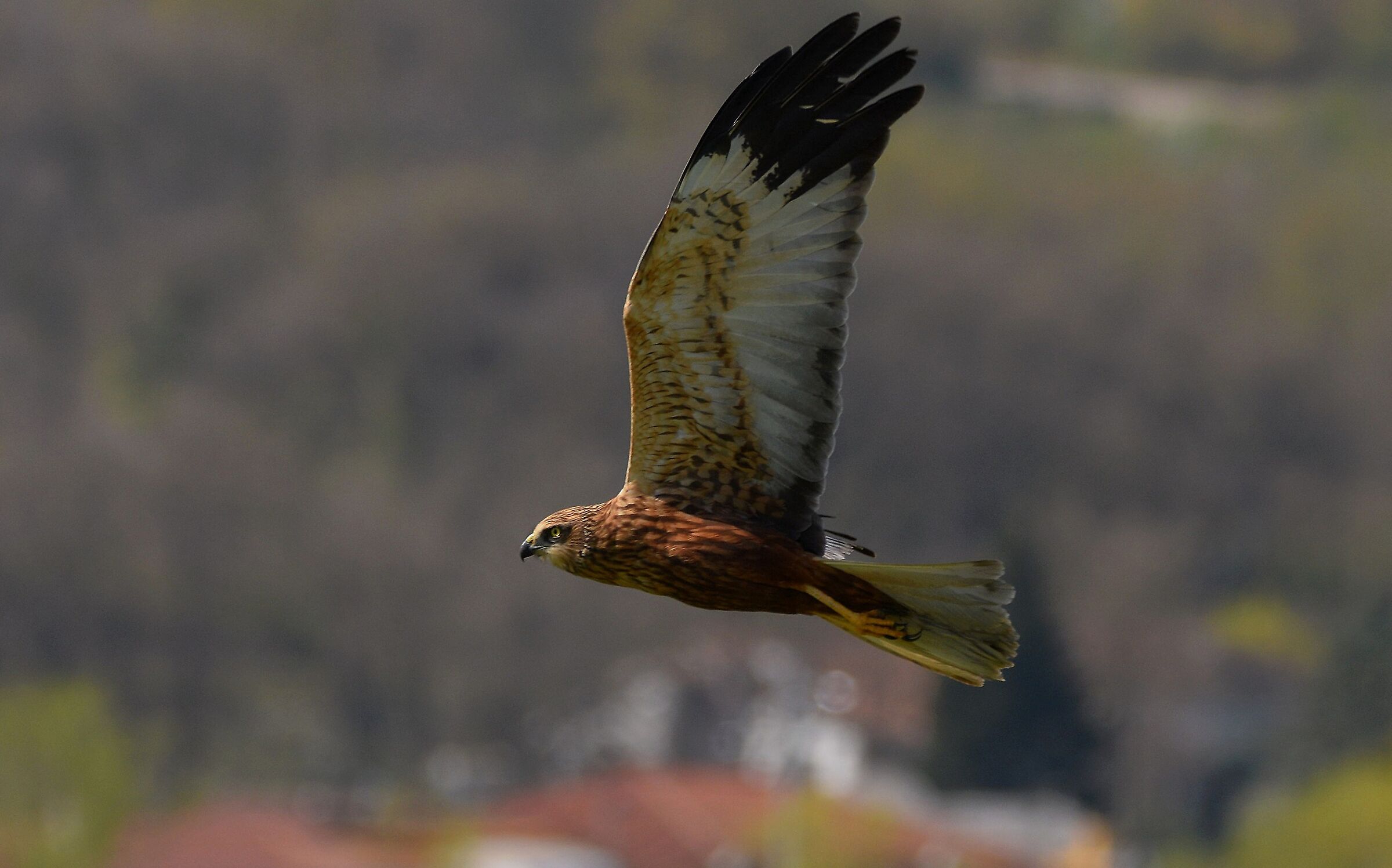 Falco di palude maschio (Circus aeruginosus)