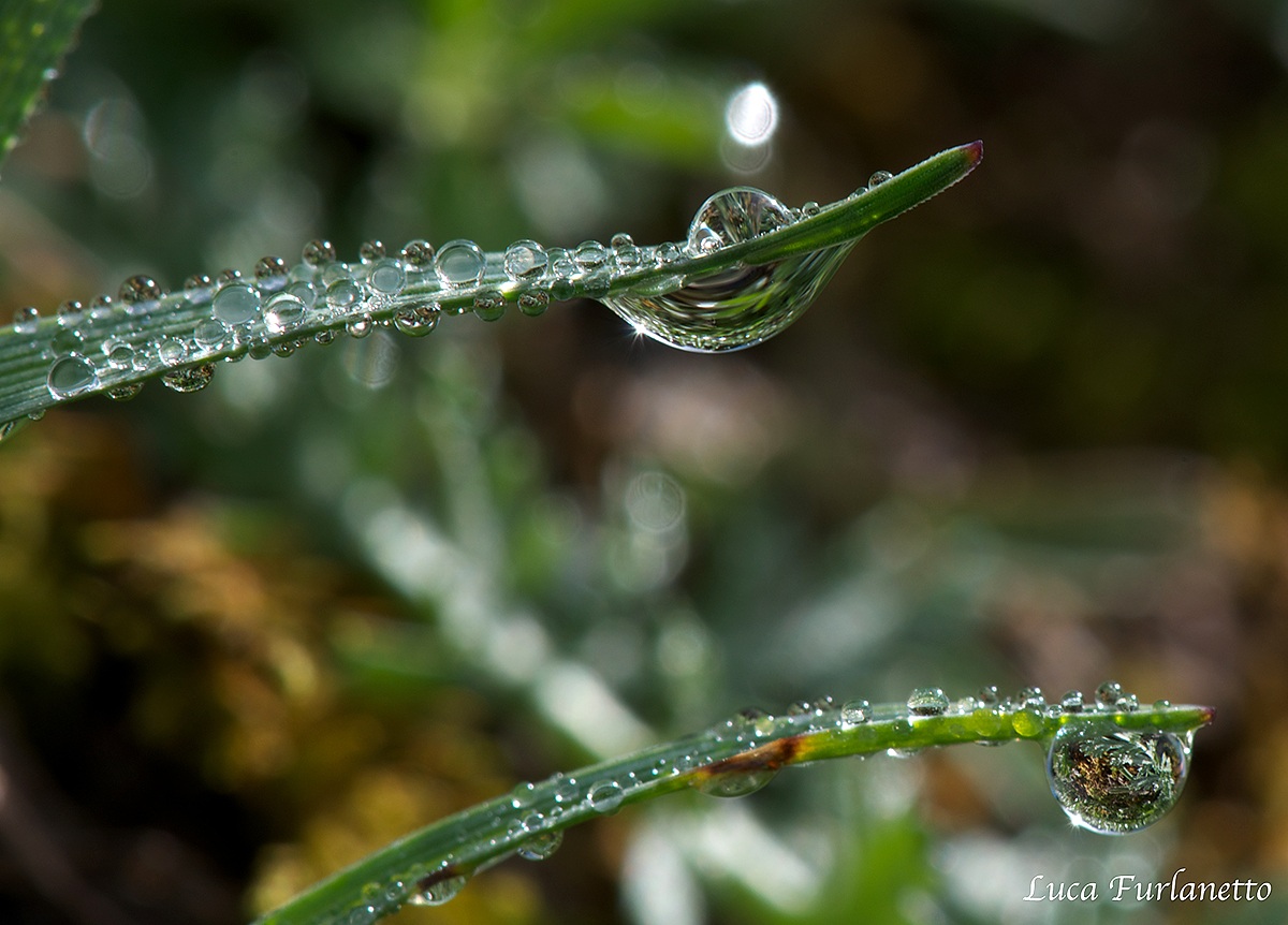 Dew