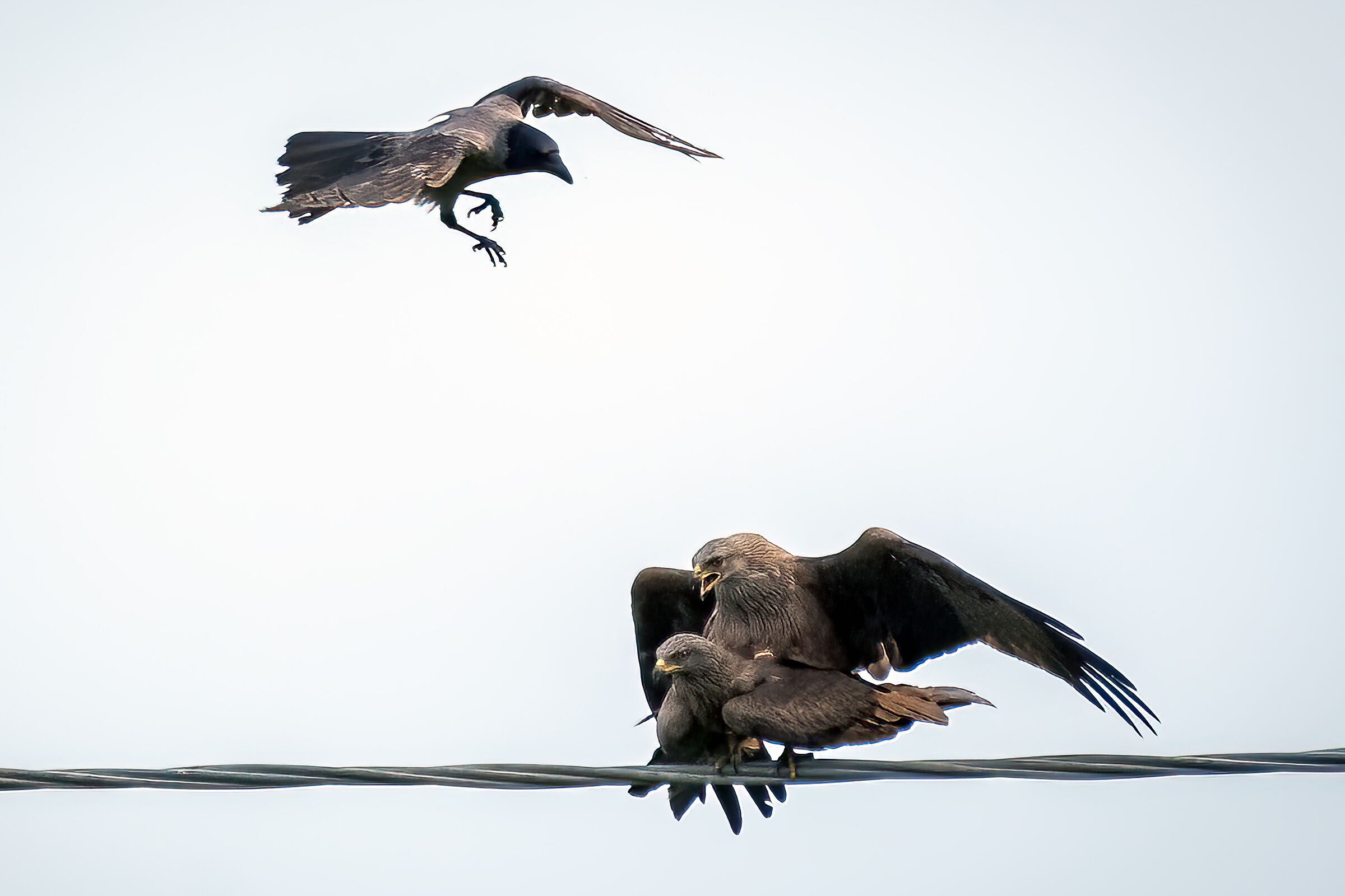 The troublesome voyeur