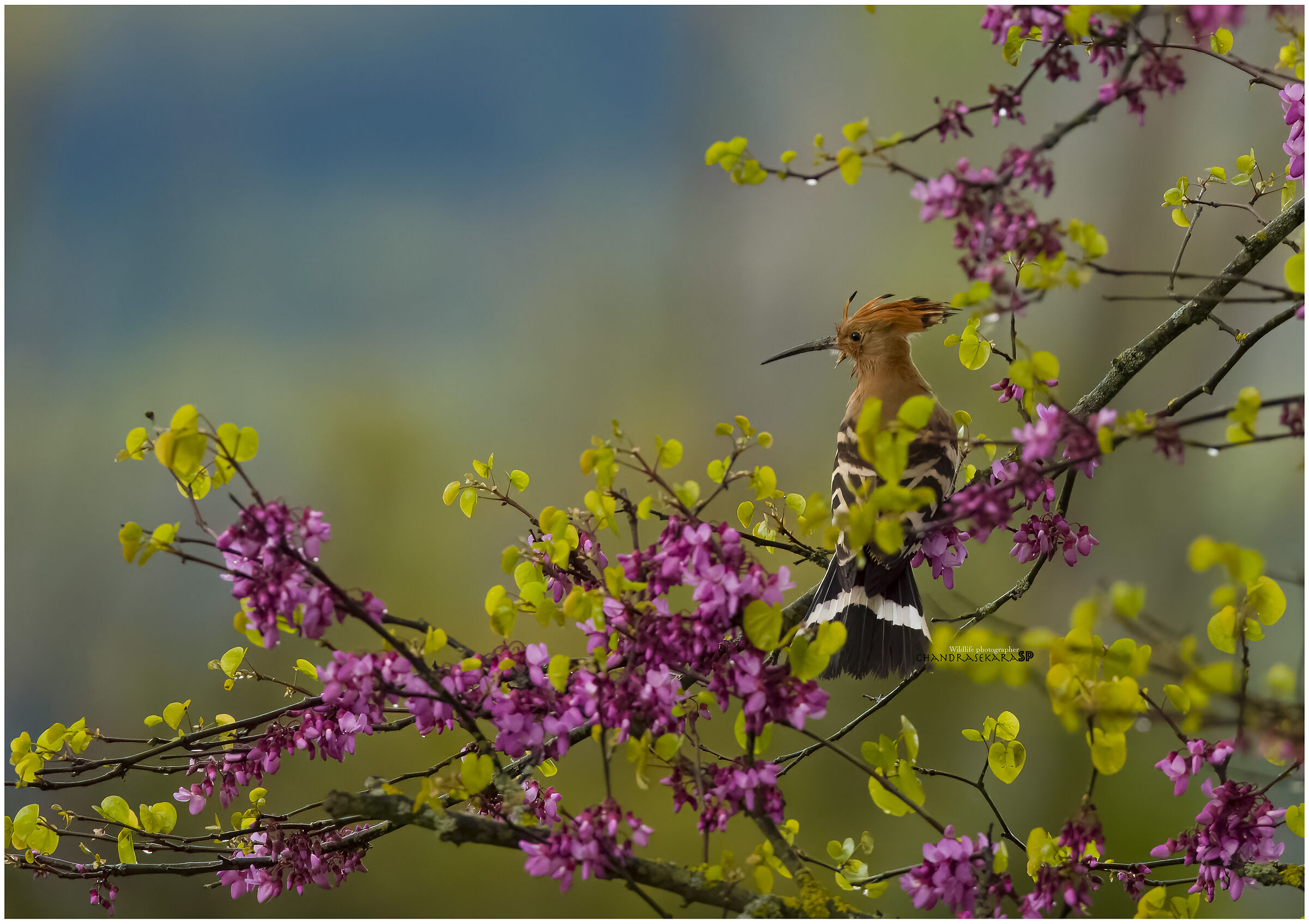Hoopoe after spring rain.