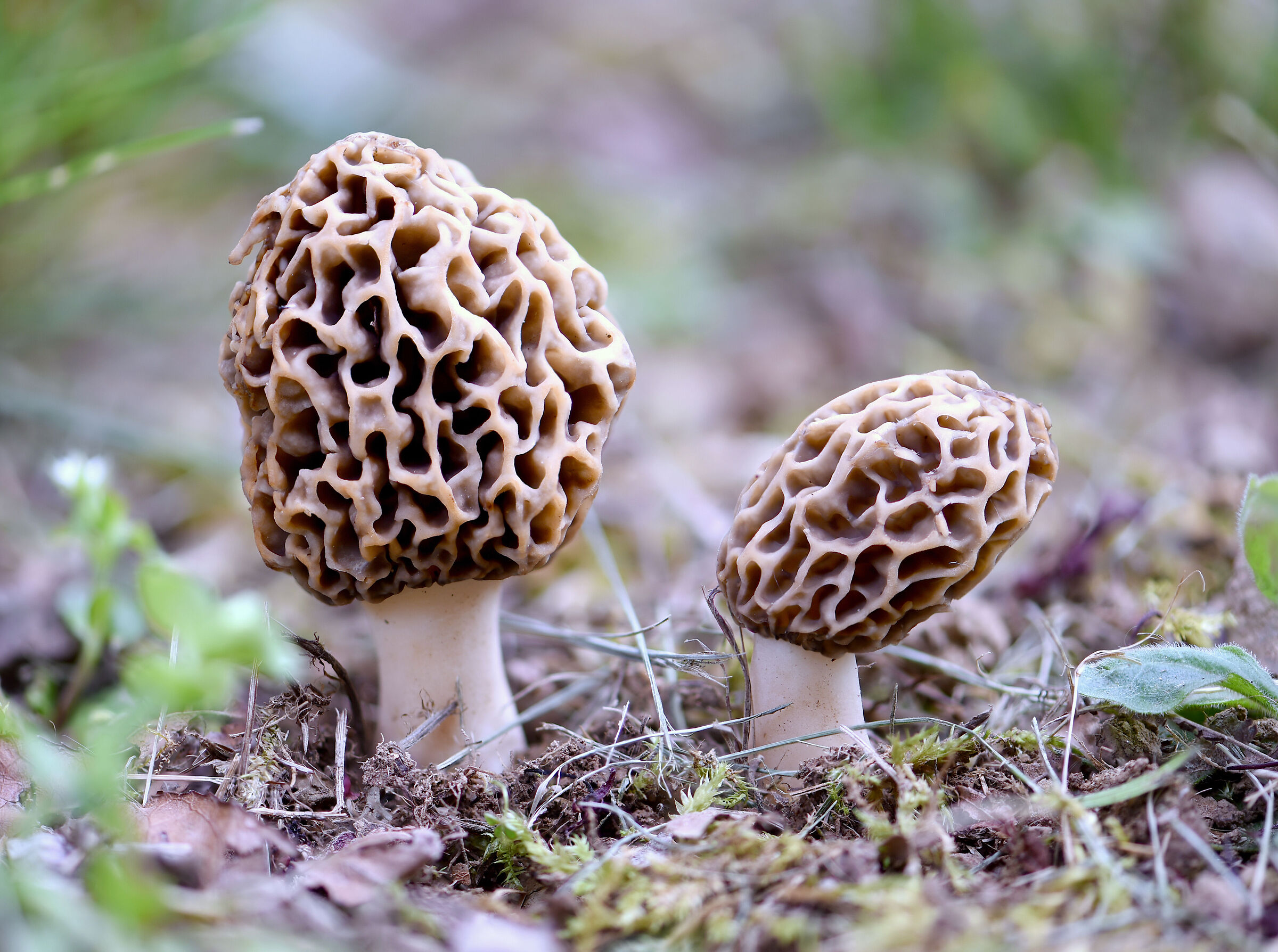 Morchella esculenta