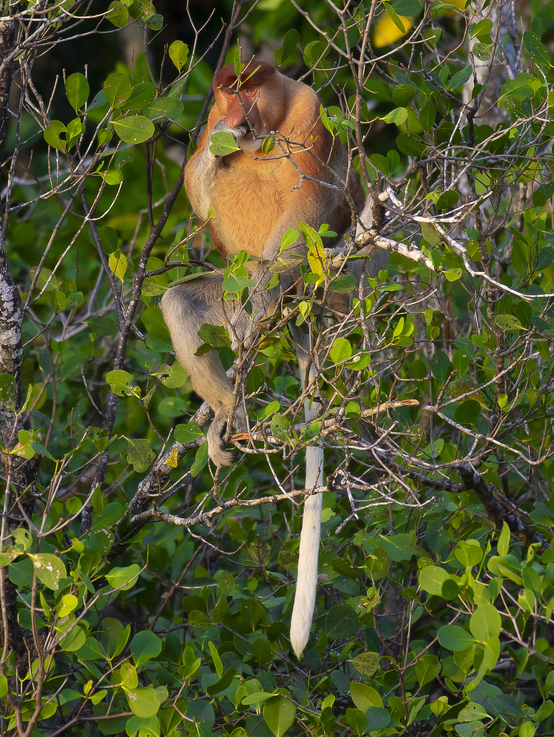 proboscis monkey