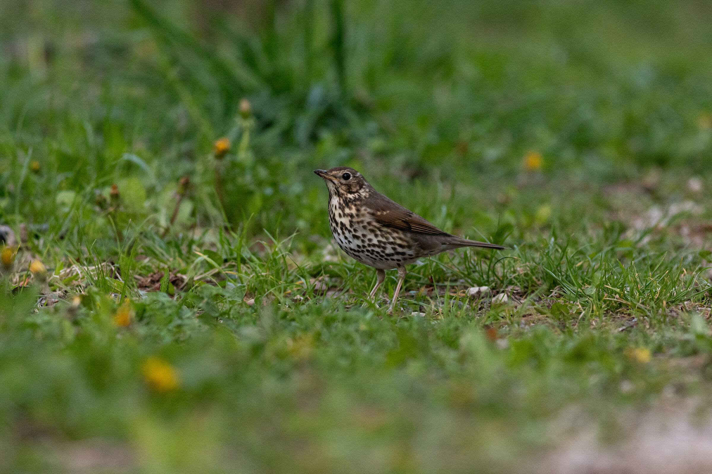 Tordo bottaccio seconda