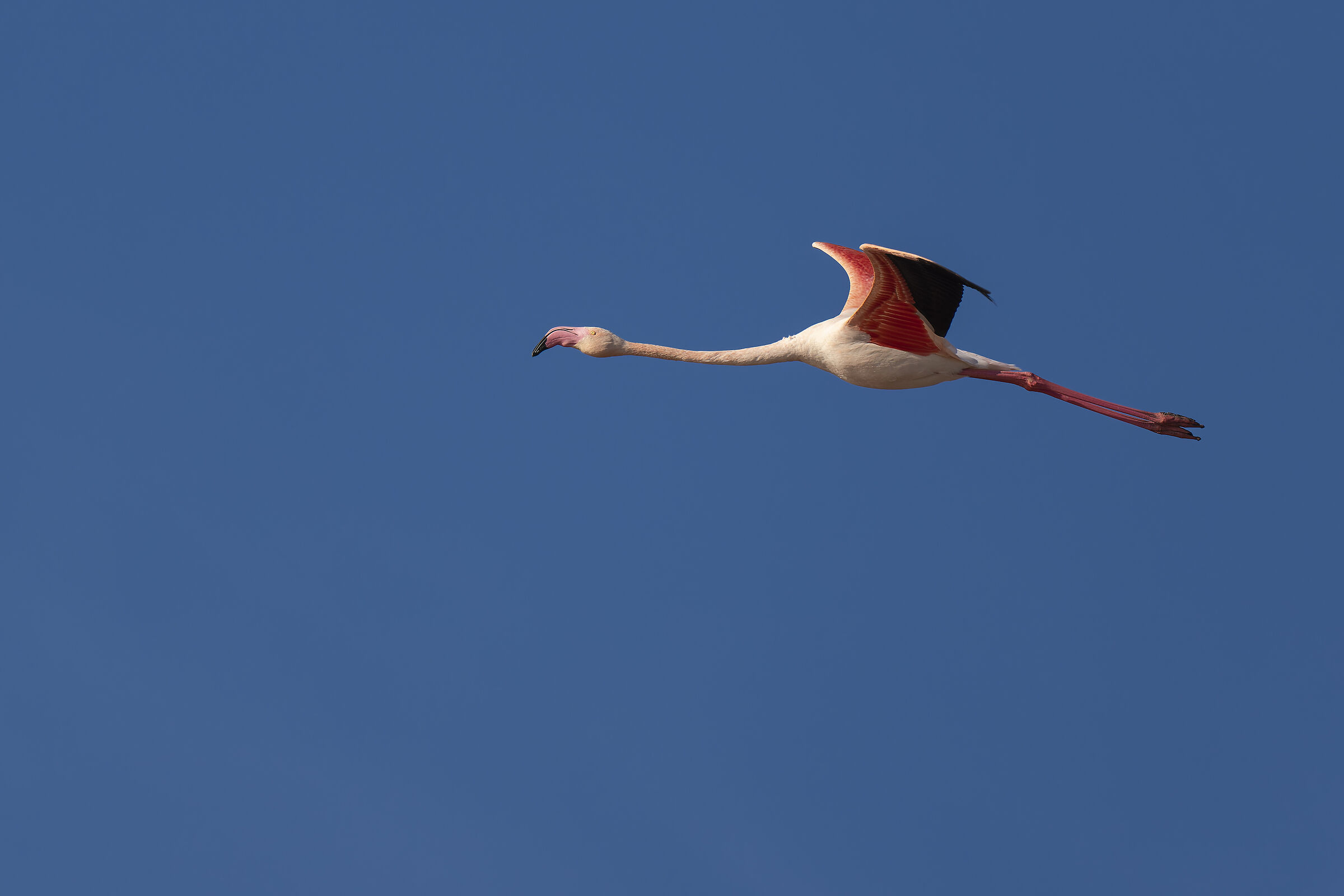 flamingo pink salt pans of Cagliari