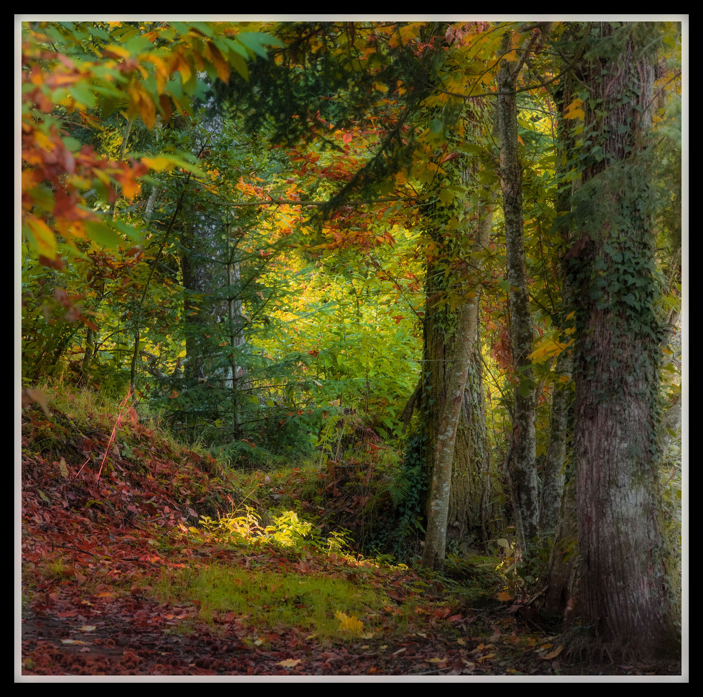 Bosco autunnale - Orton