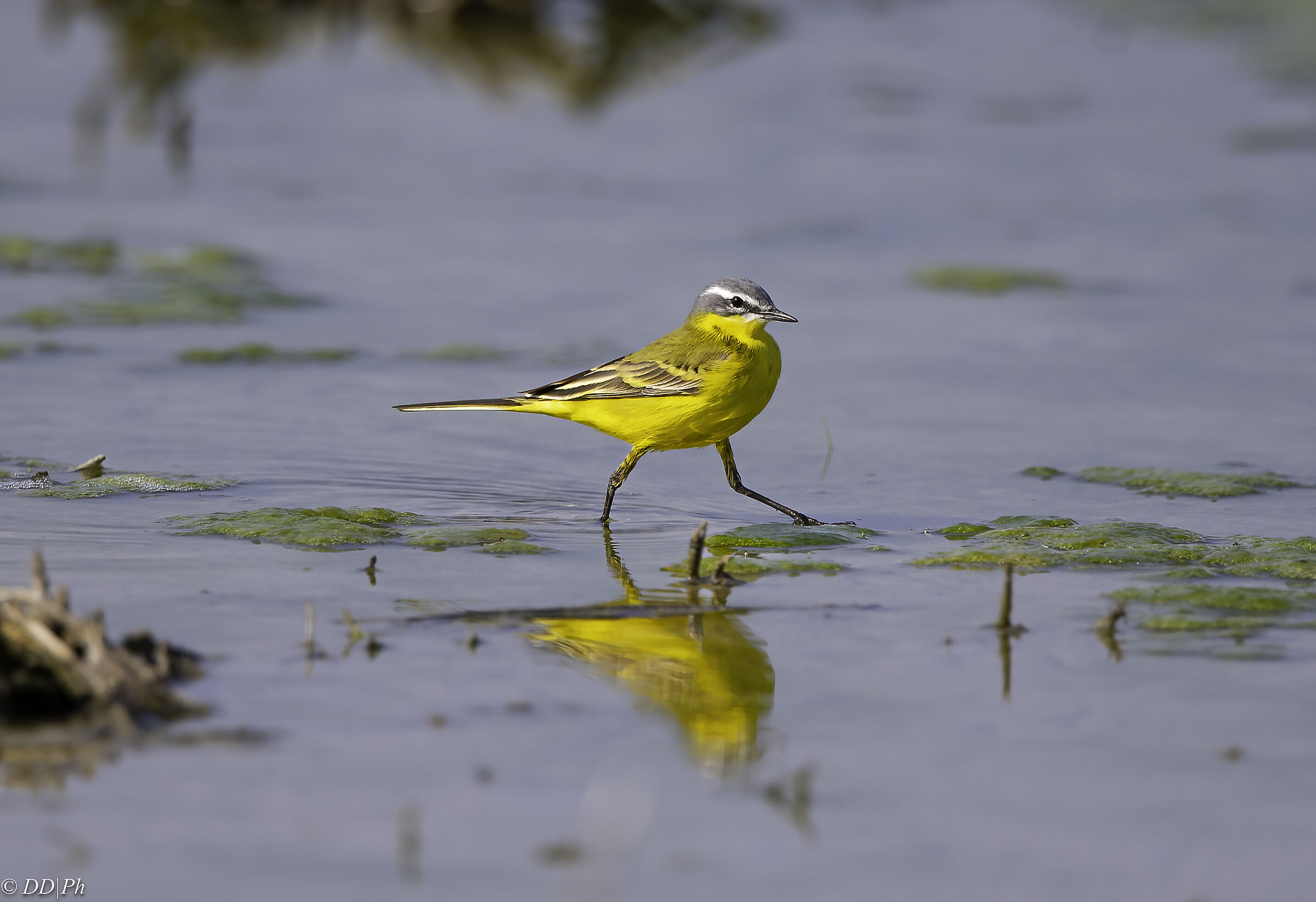 Wagtail