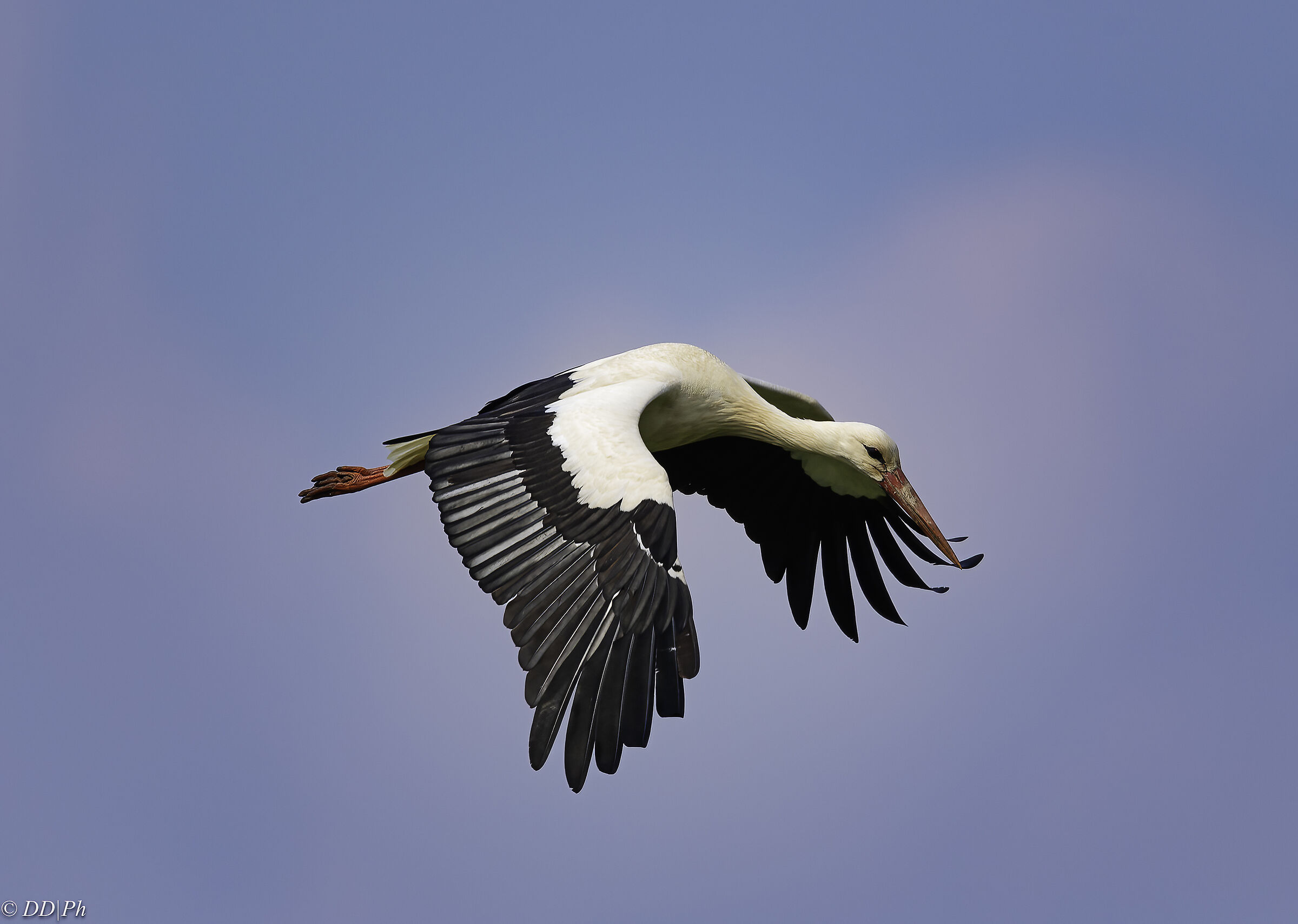 Stork