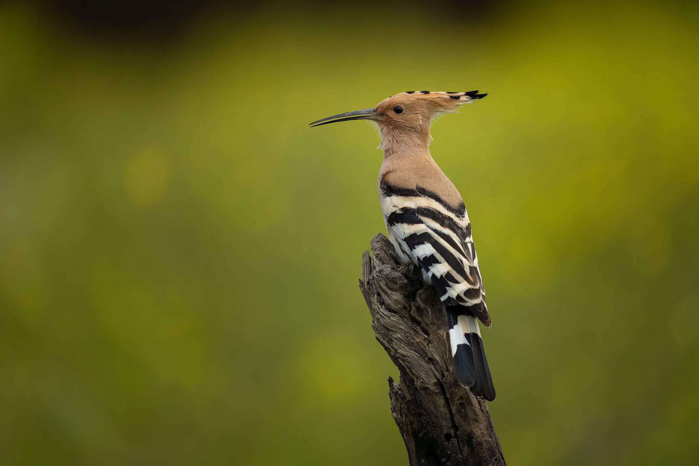 Hoopoe epops