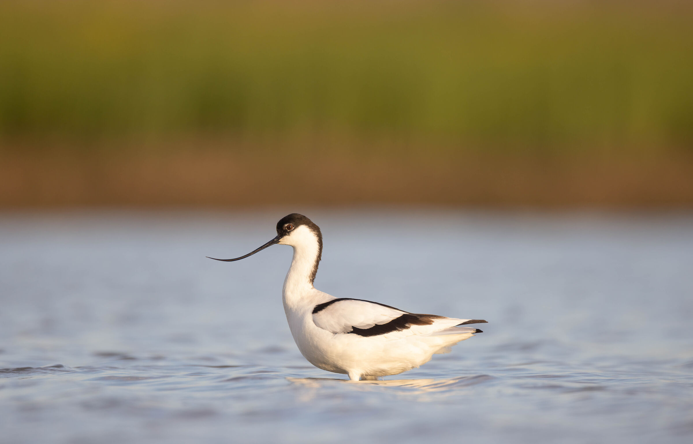 Avocetta al tramonto