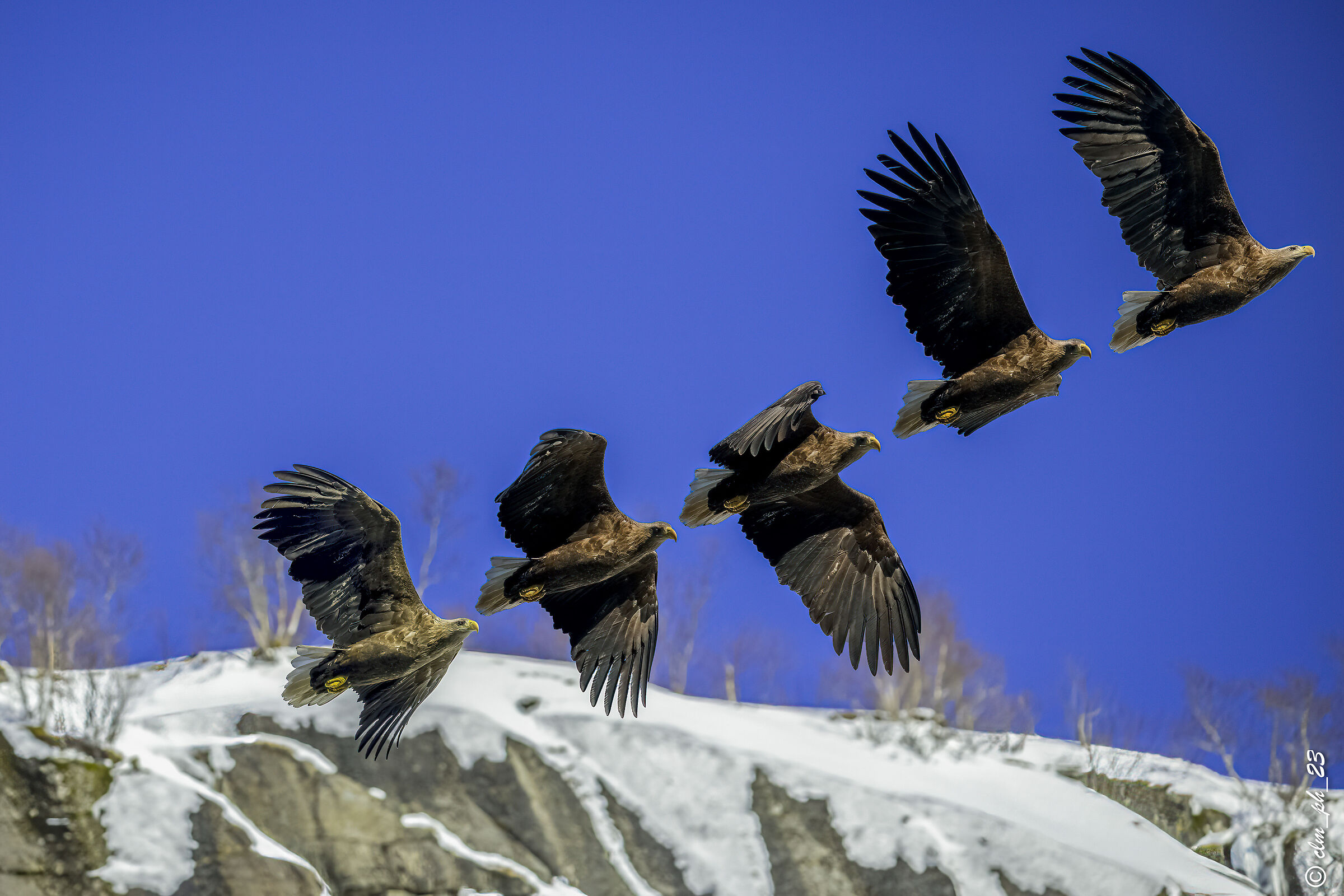 Sea eagle taking off