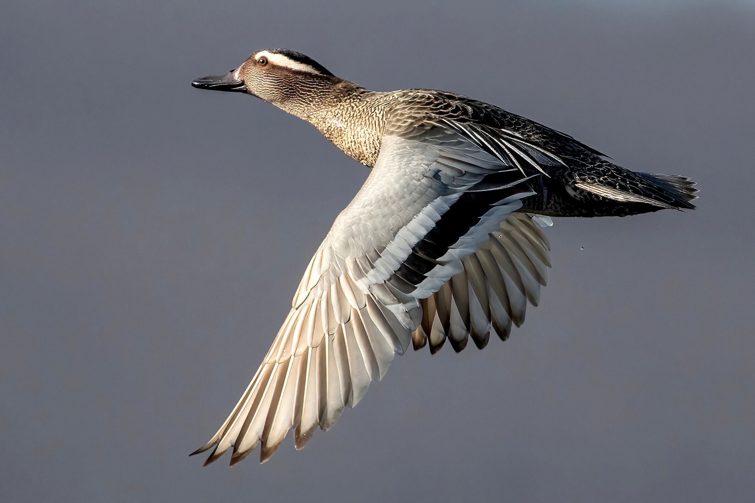 Garganey (Anas querquedula)