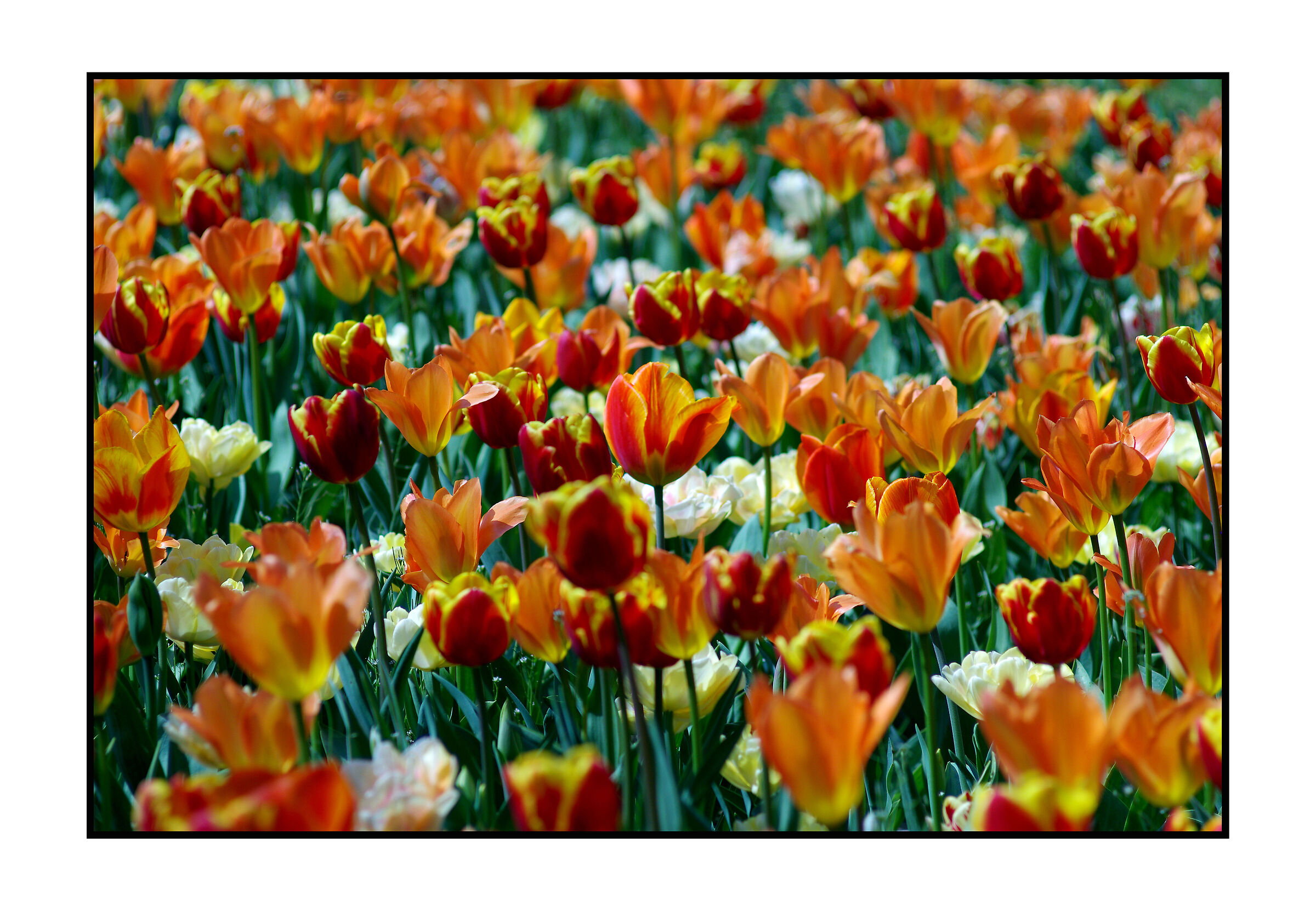 Messer tulipano (castello di Pralormo)