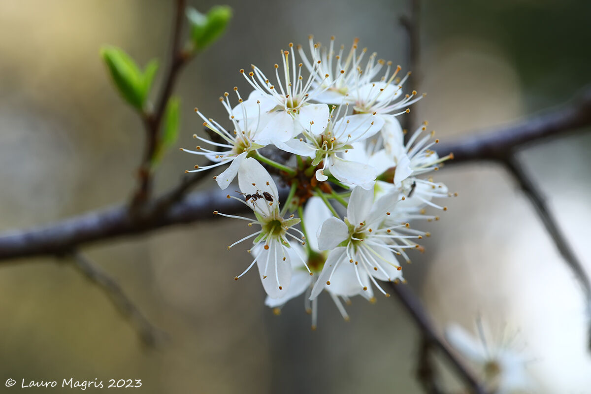 Prunus spinosa
