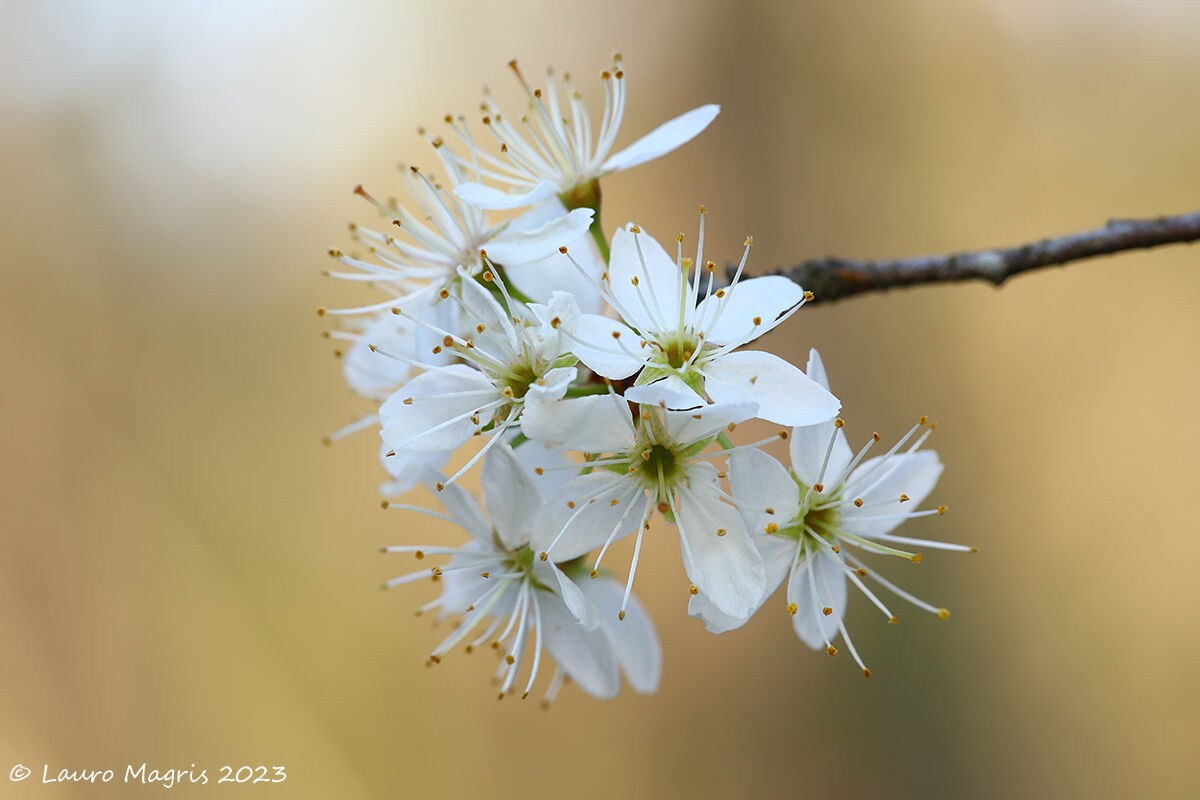 White bouquet