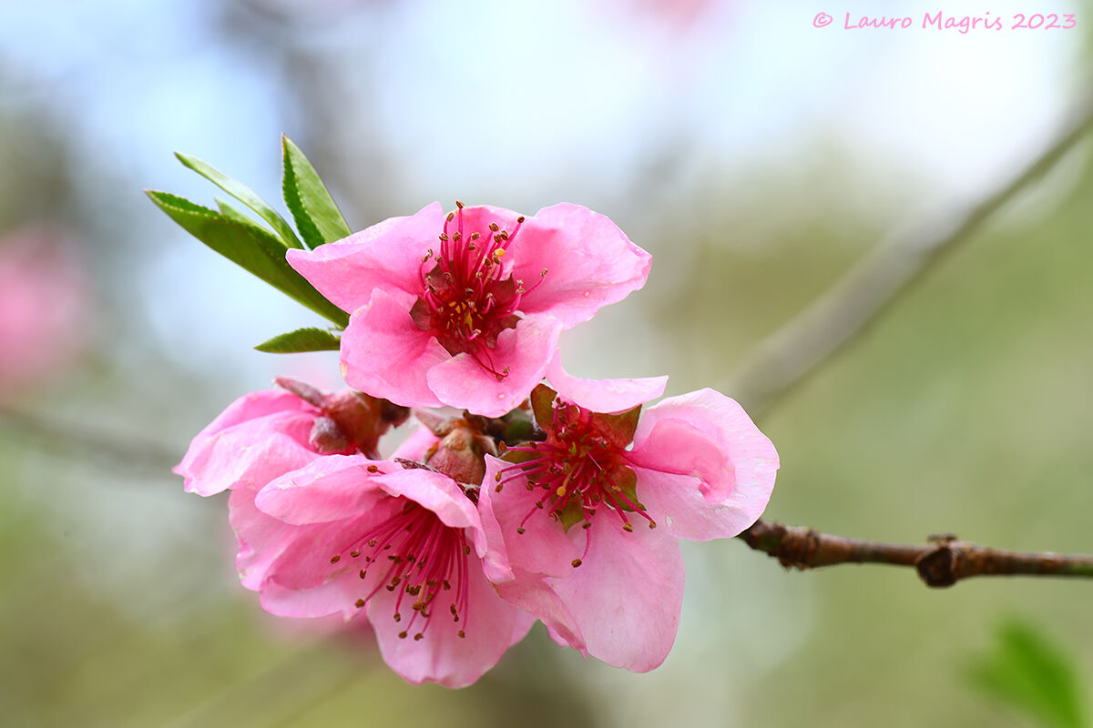 Fiori rosa ... fiori di pesco