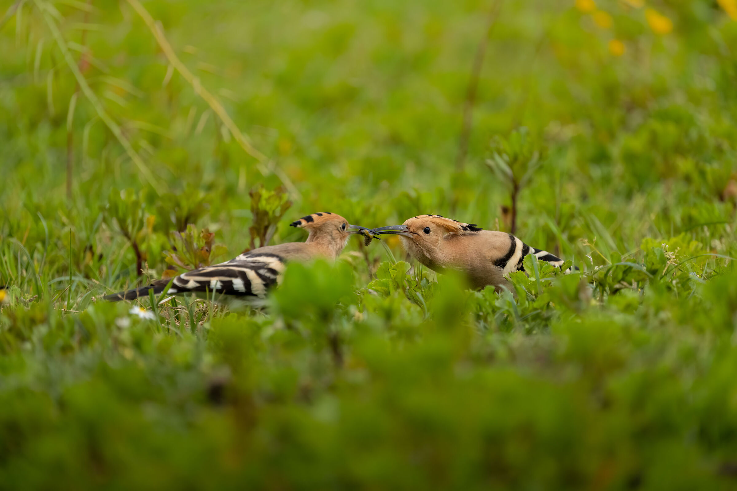 Exchange of the gift