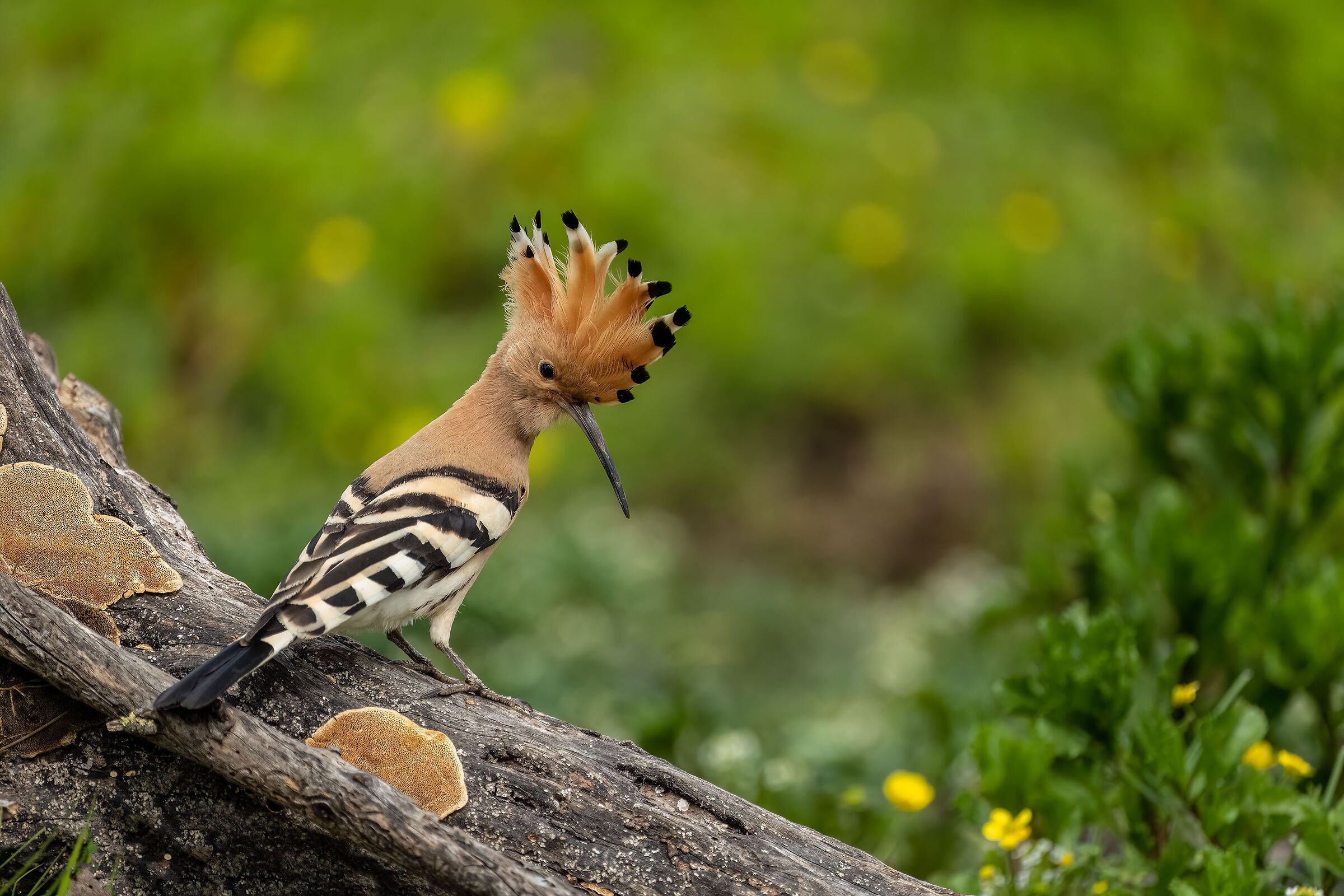 But how beautiful I am