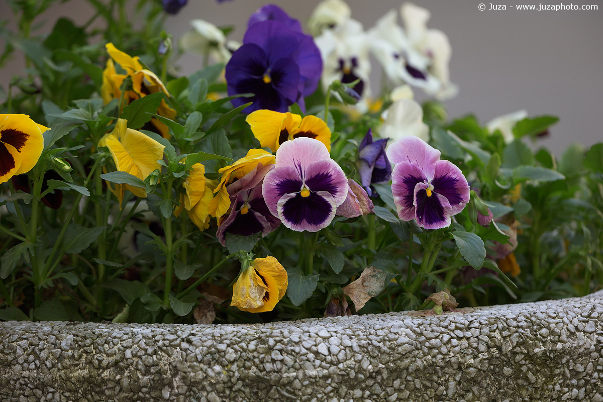 Canon EF 500mm f / 4 L IS II USM + 1.4x (sample)