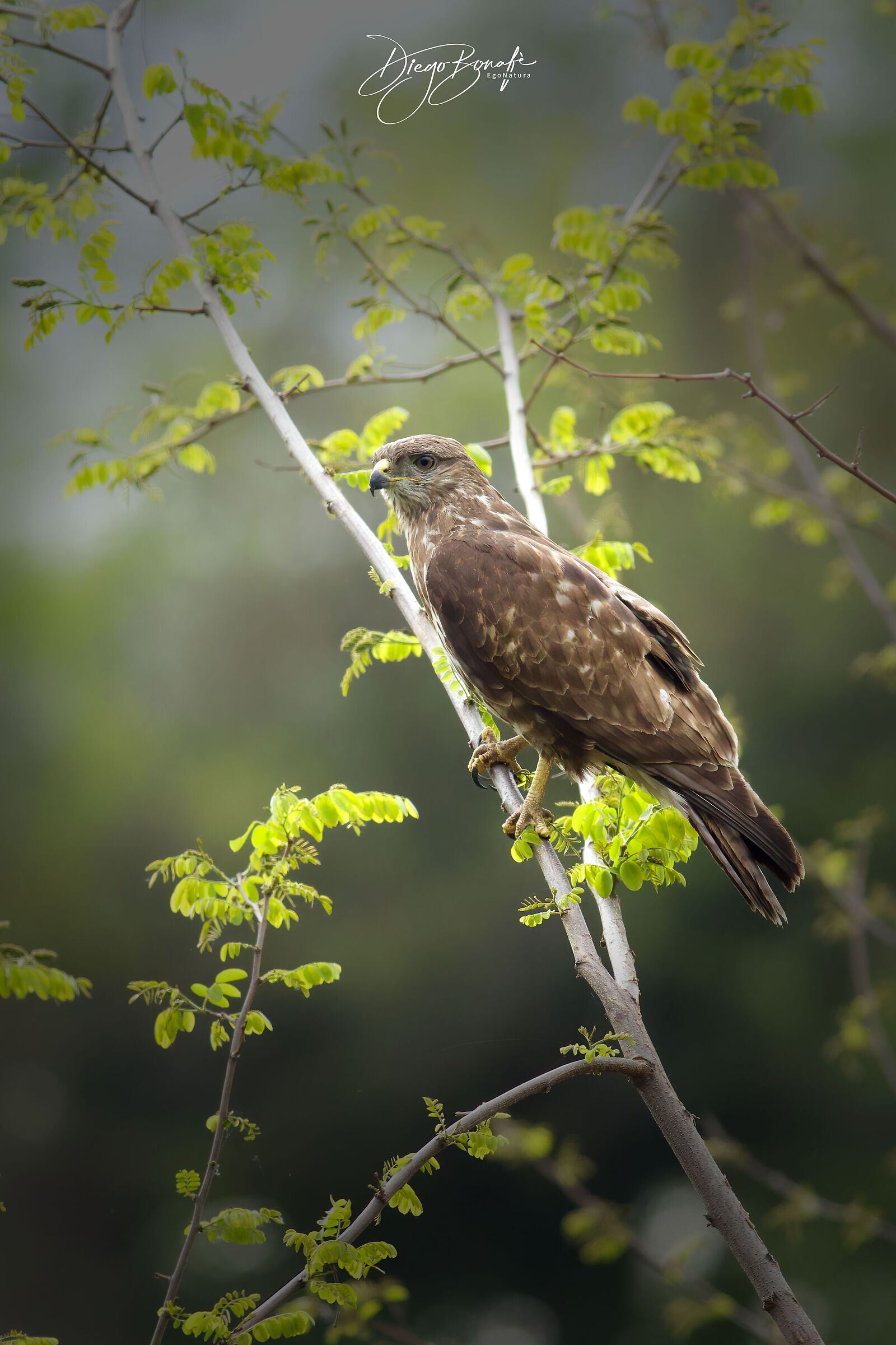 Poiana fotografata dal finestrino dell'auto