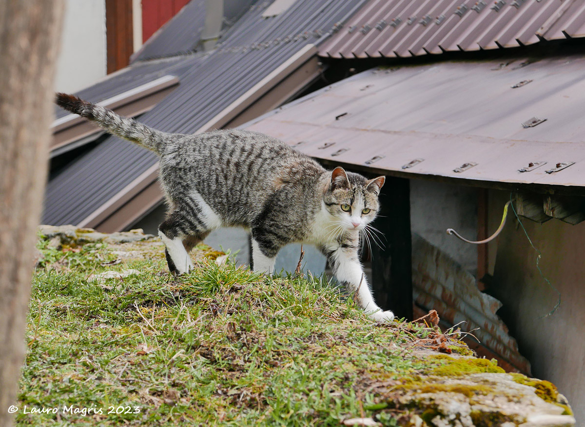Stable presence in Vallorch