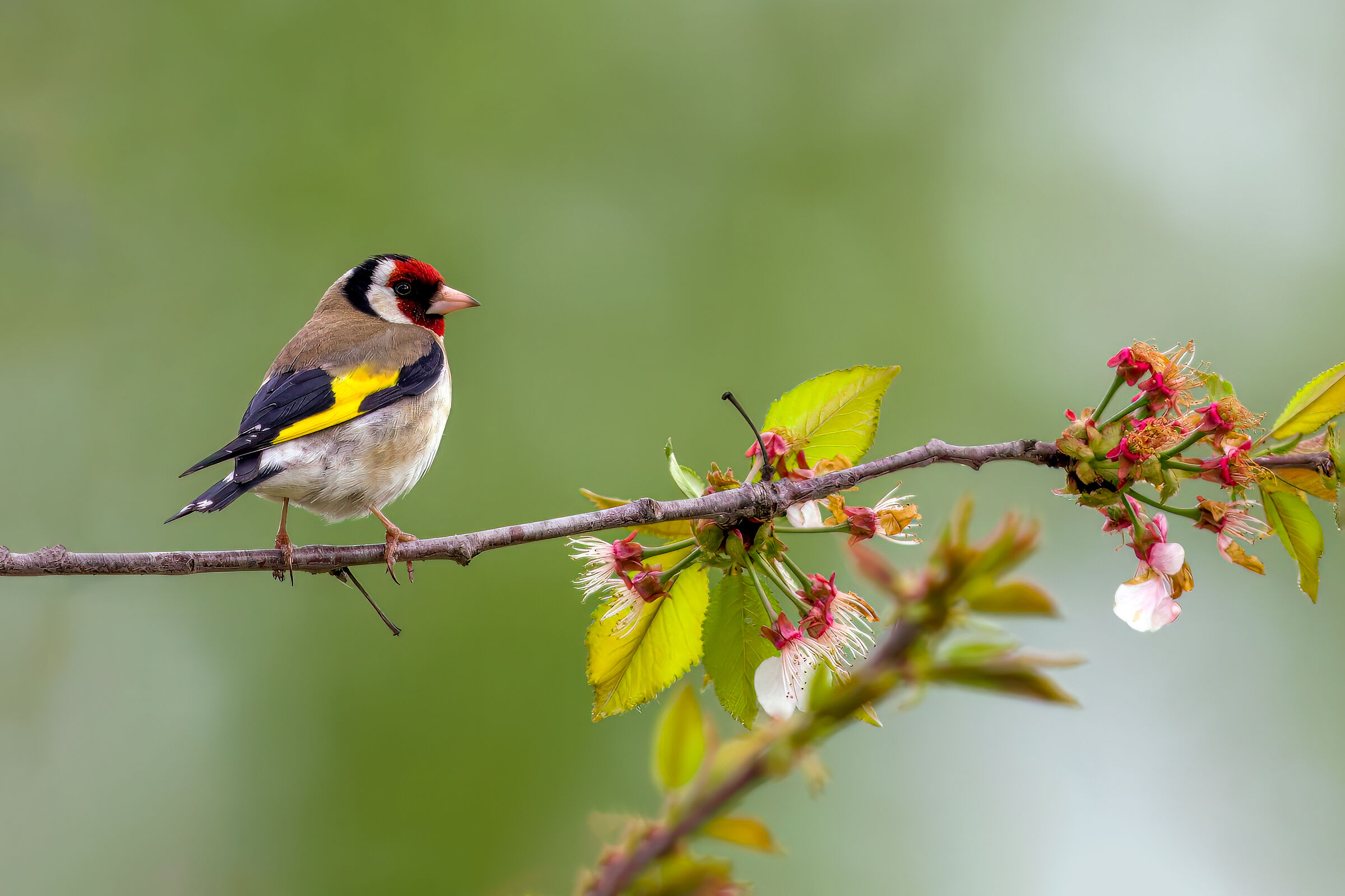 Carduelis