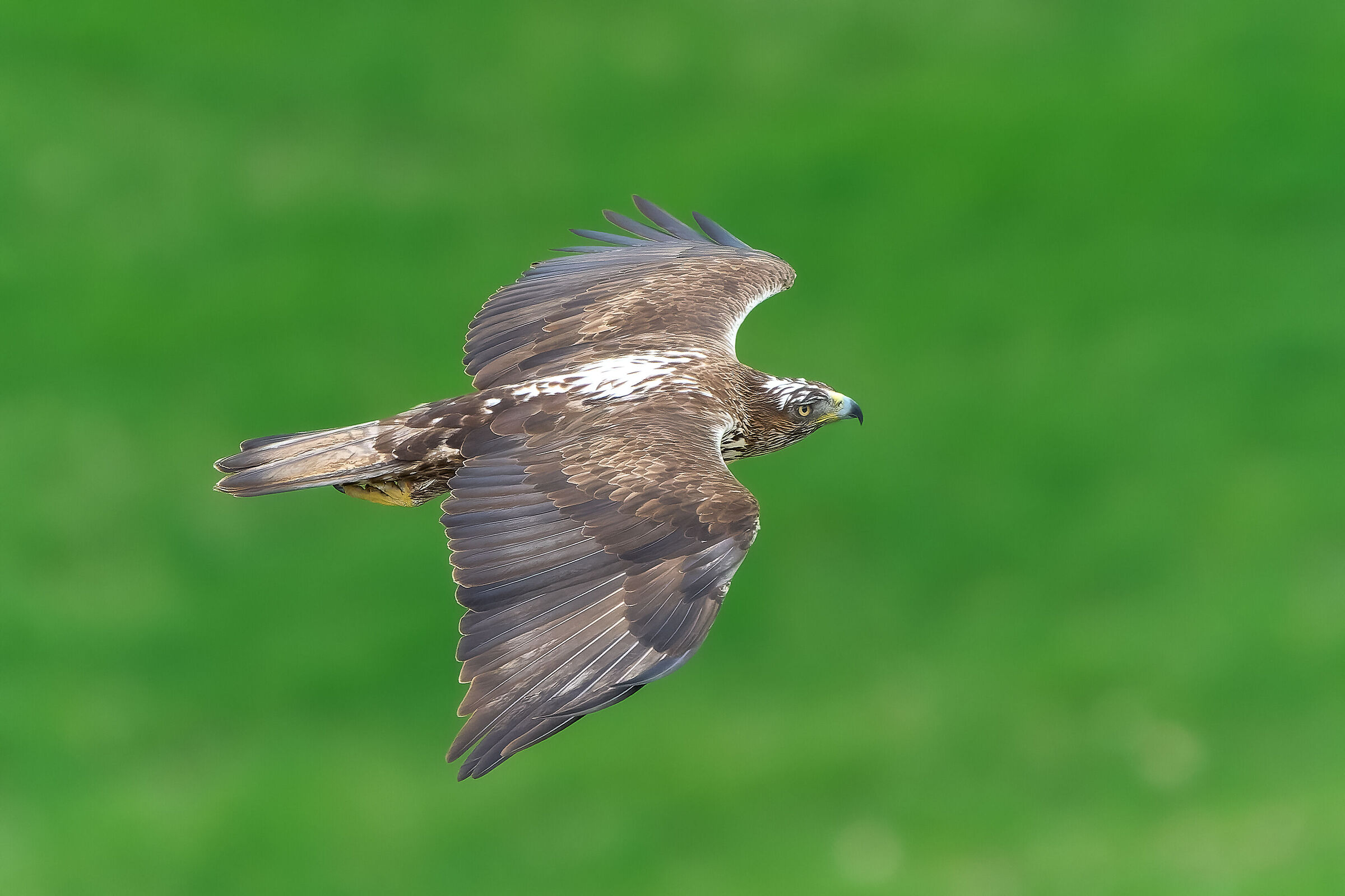 Bonelli's Eagle