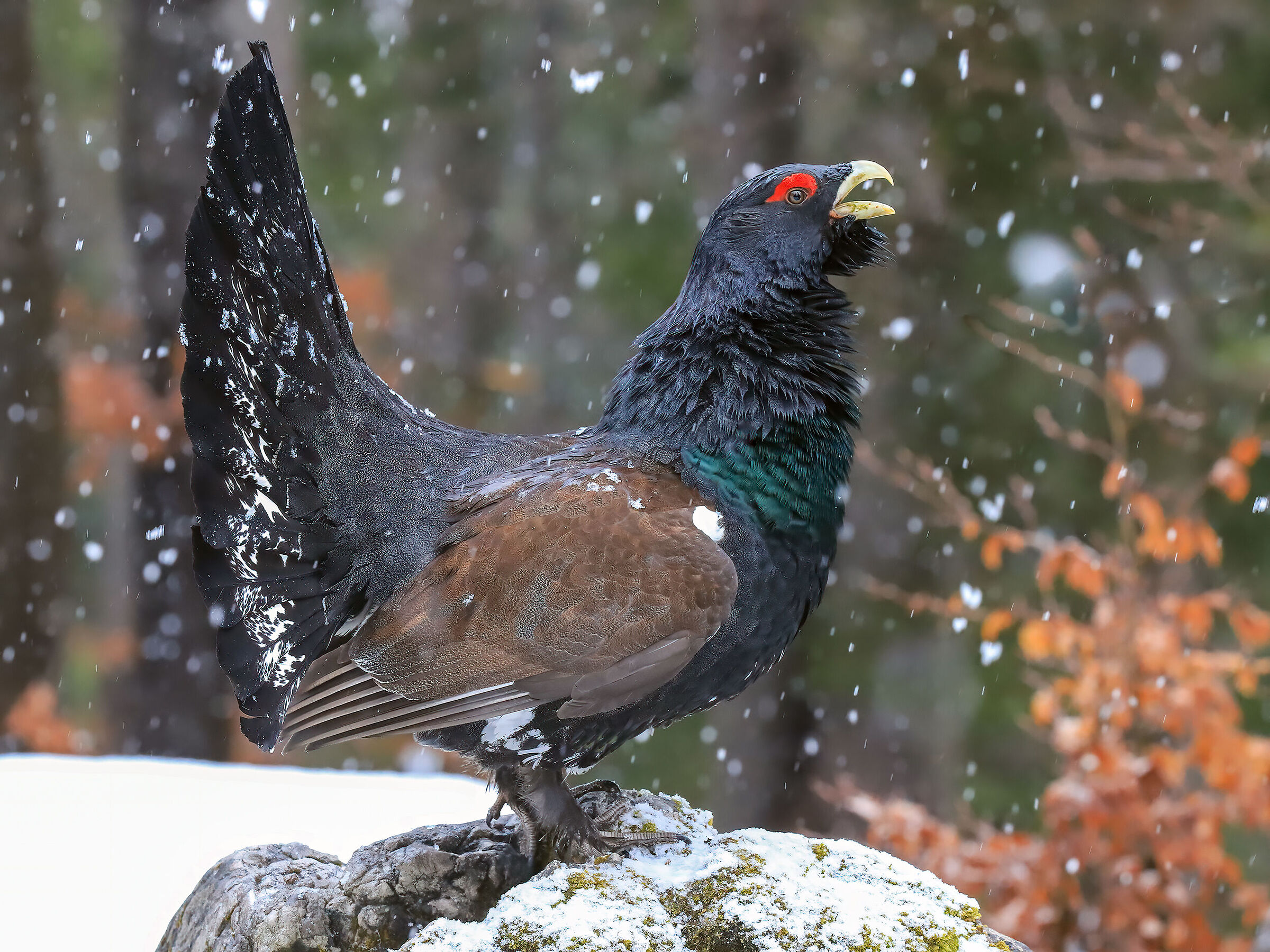 The Prince of the Forest