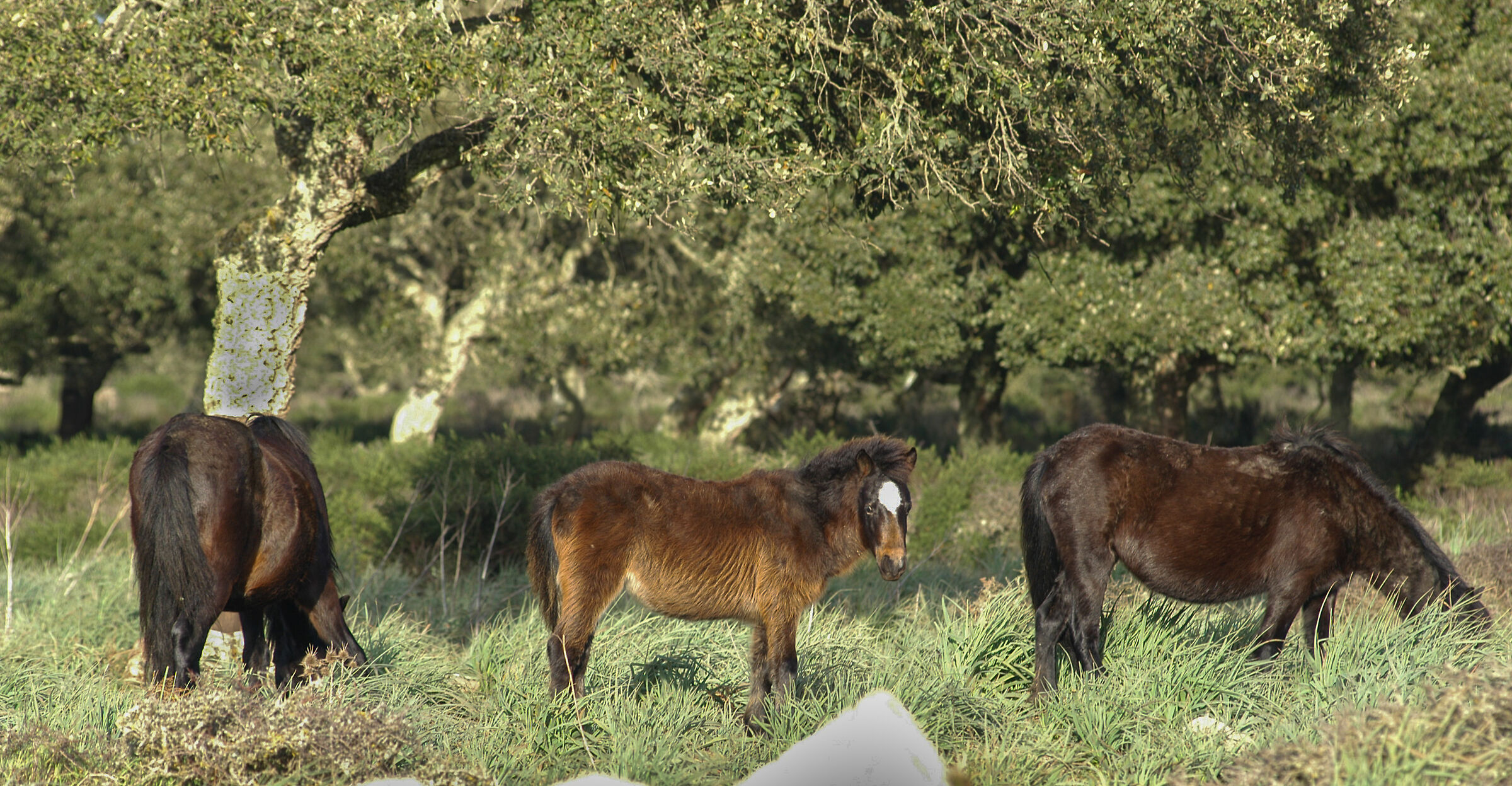 Wild horses Giara di Gesturi
