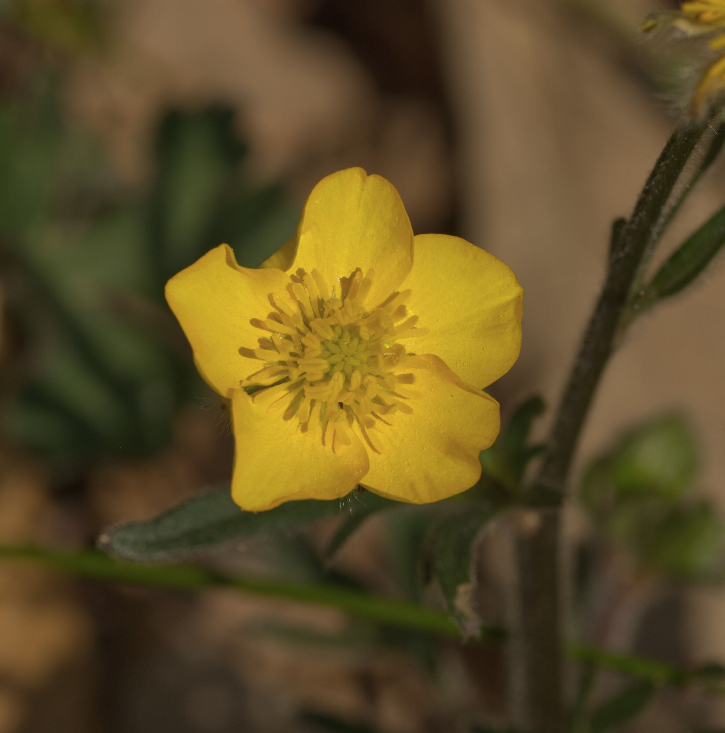 buttercup