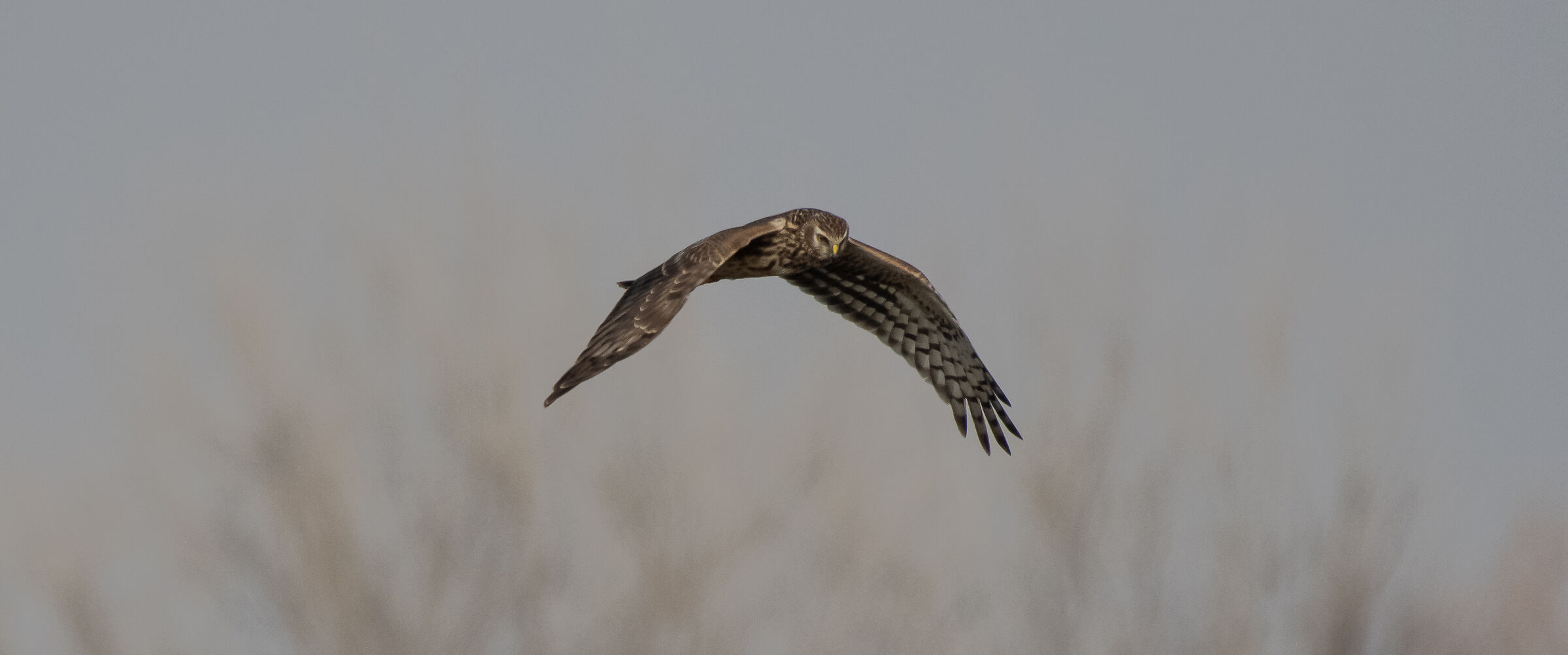 female hen harrier