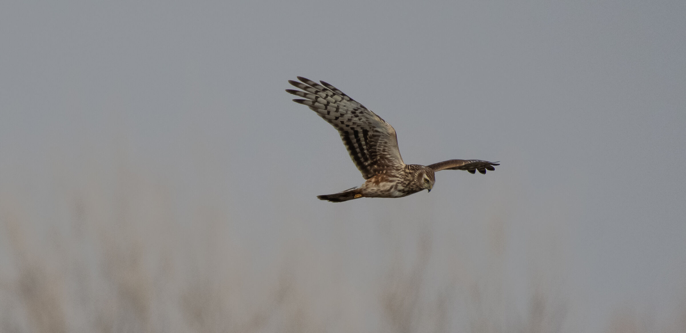 female hen harrier