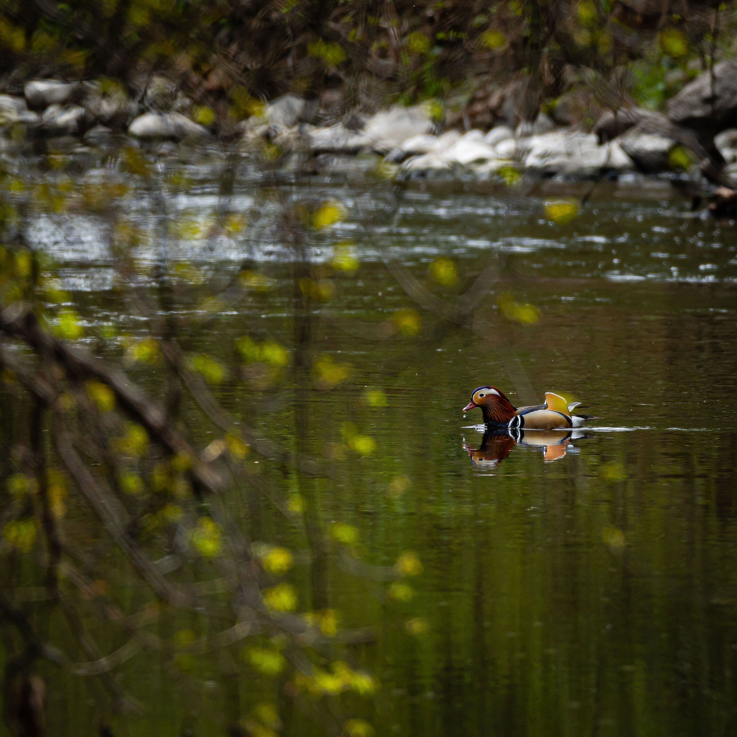 Anatra Mandarina in Solitaria