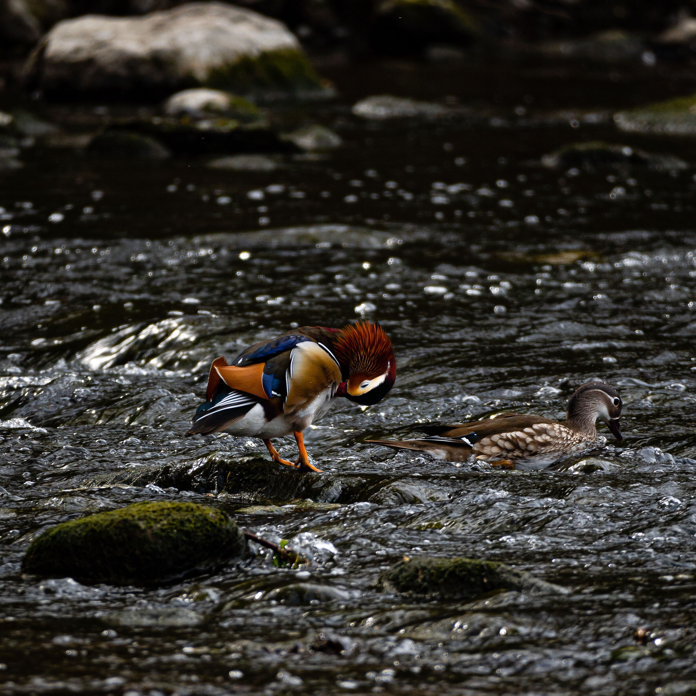 Coppia di Anatre Mandarine