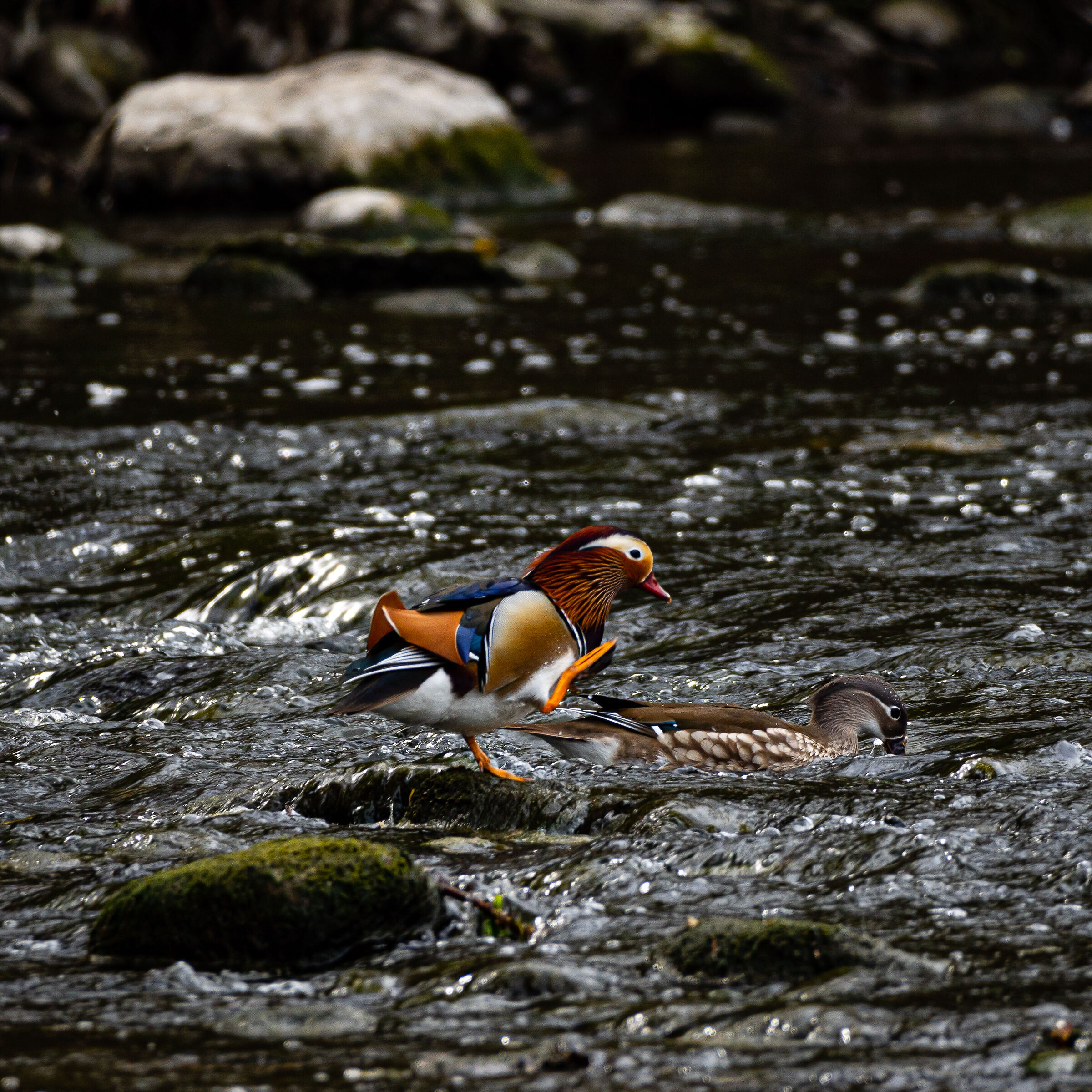 Coppia di Anatre Mandarine