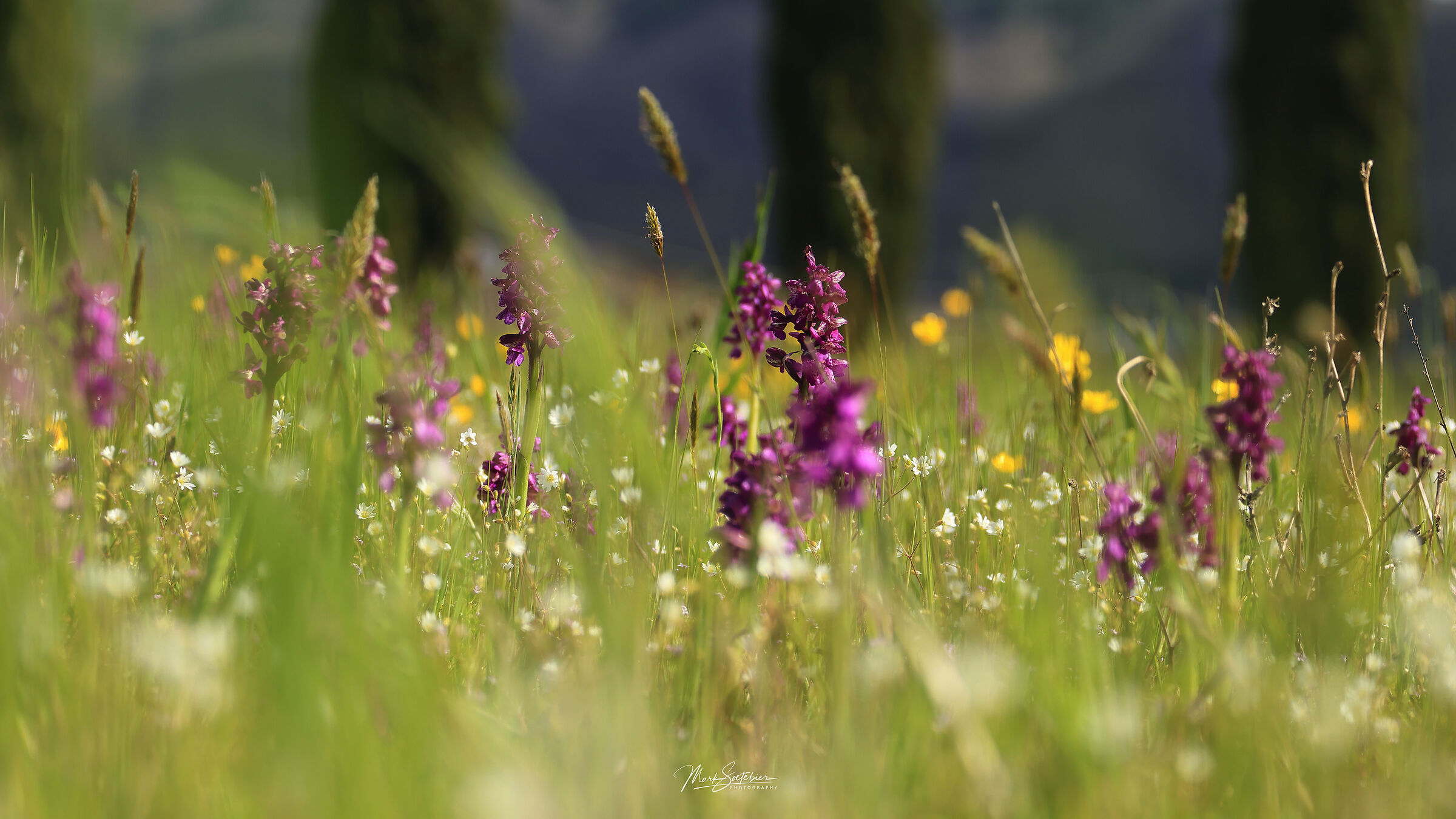 Orchidee selvatiche e cipressi