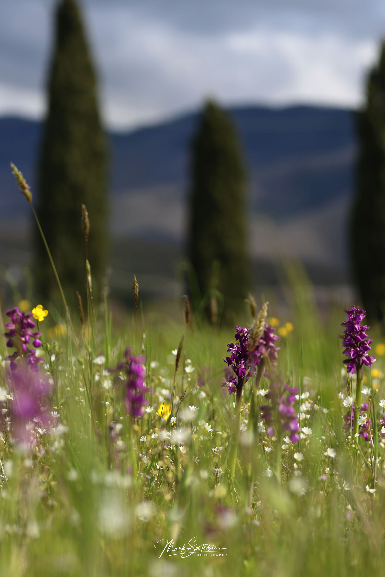 Wild orchids and cypresses