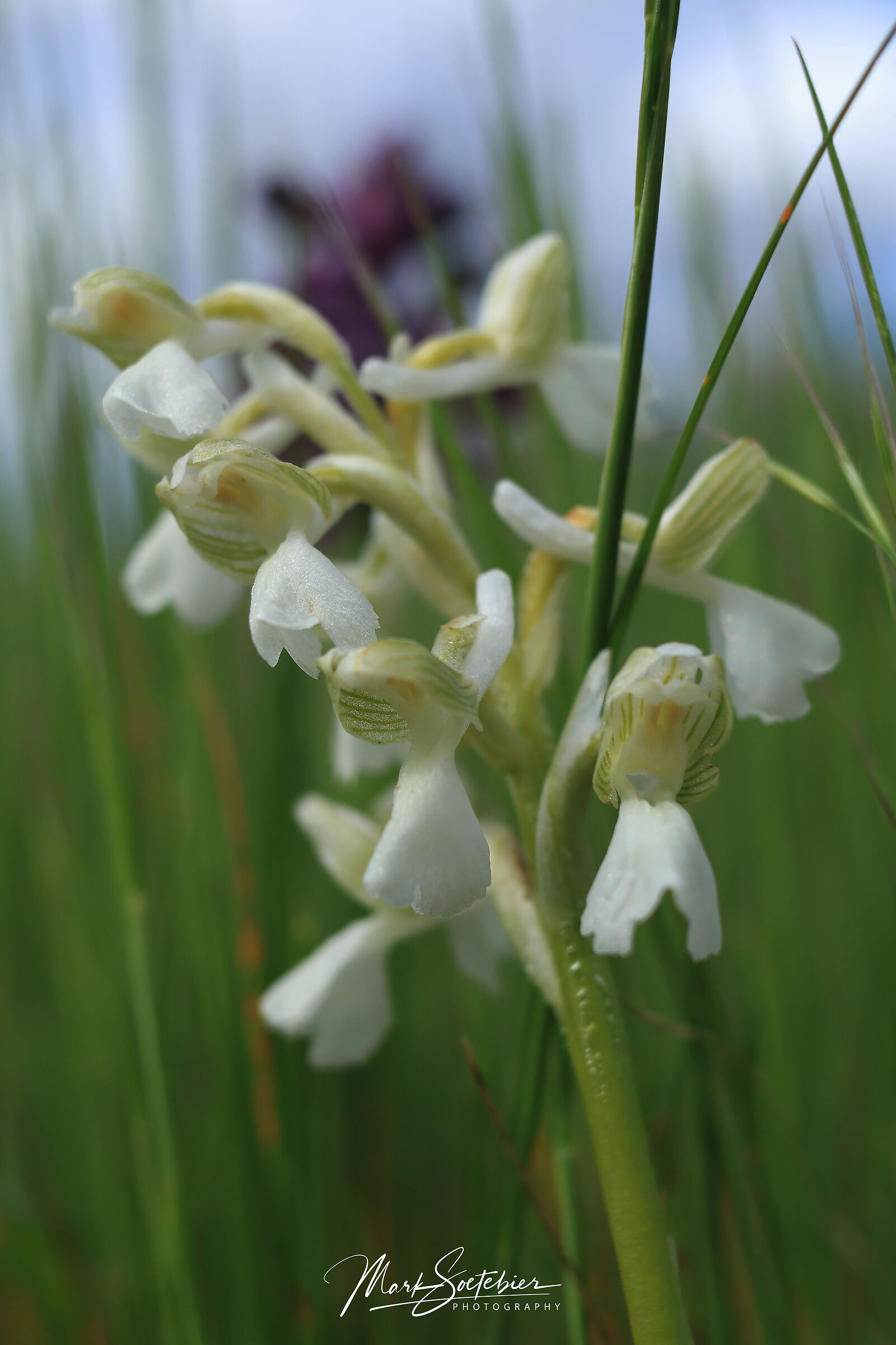 Orchidea Selvatica