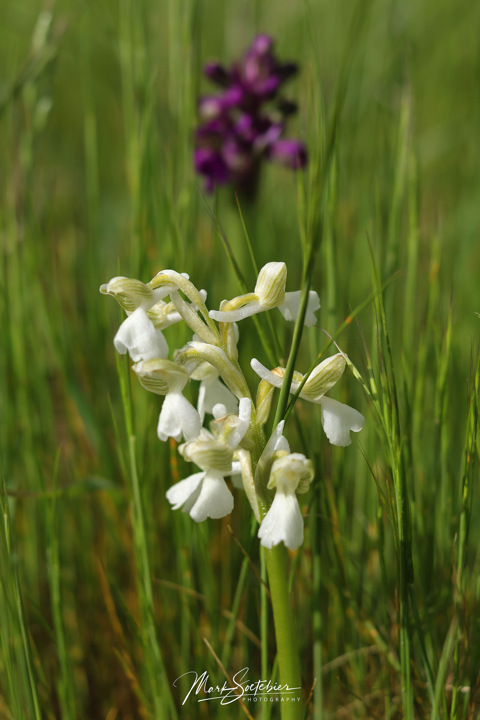 Orchidea Selvatica
