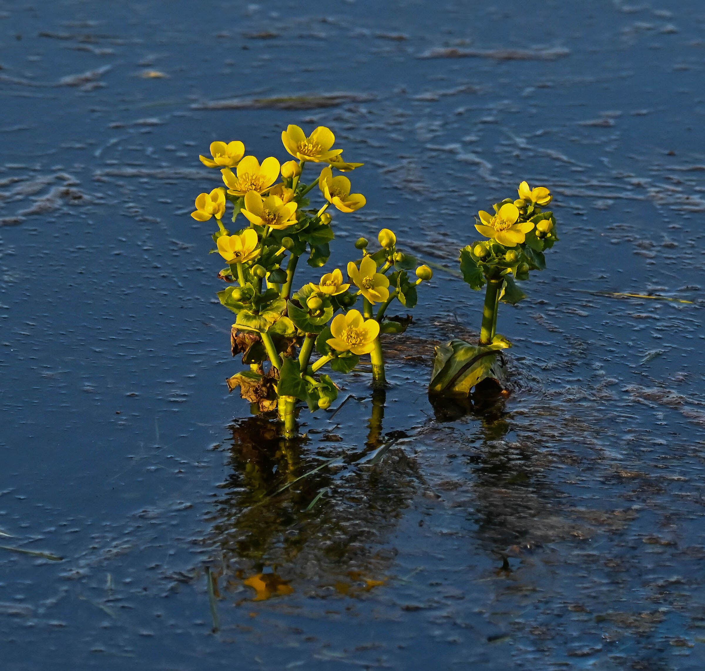 La valle del fiume Bug 7