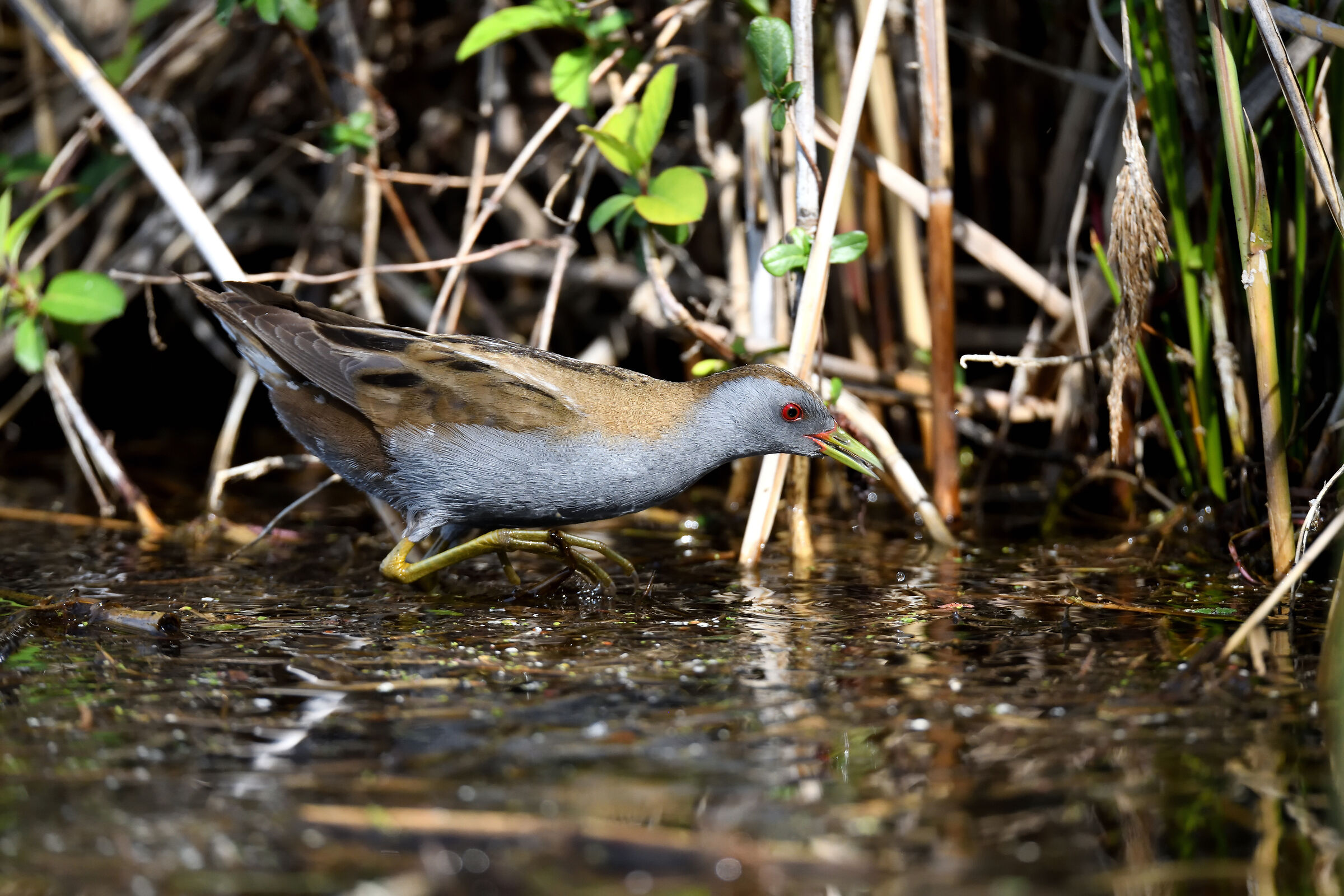 Little crake