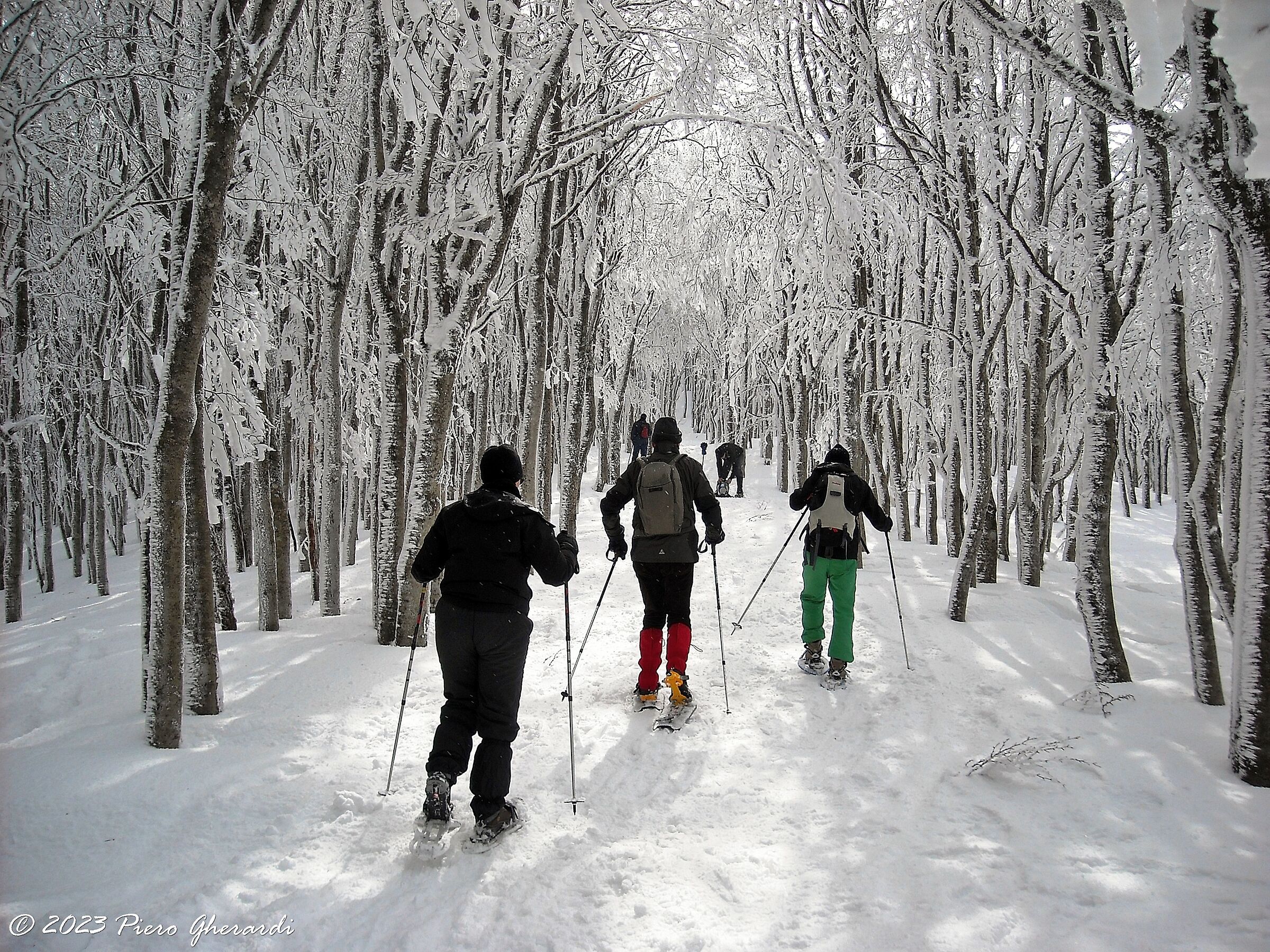 Ciaspolata Passo Della Calla