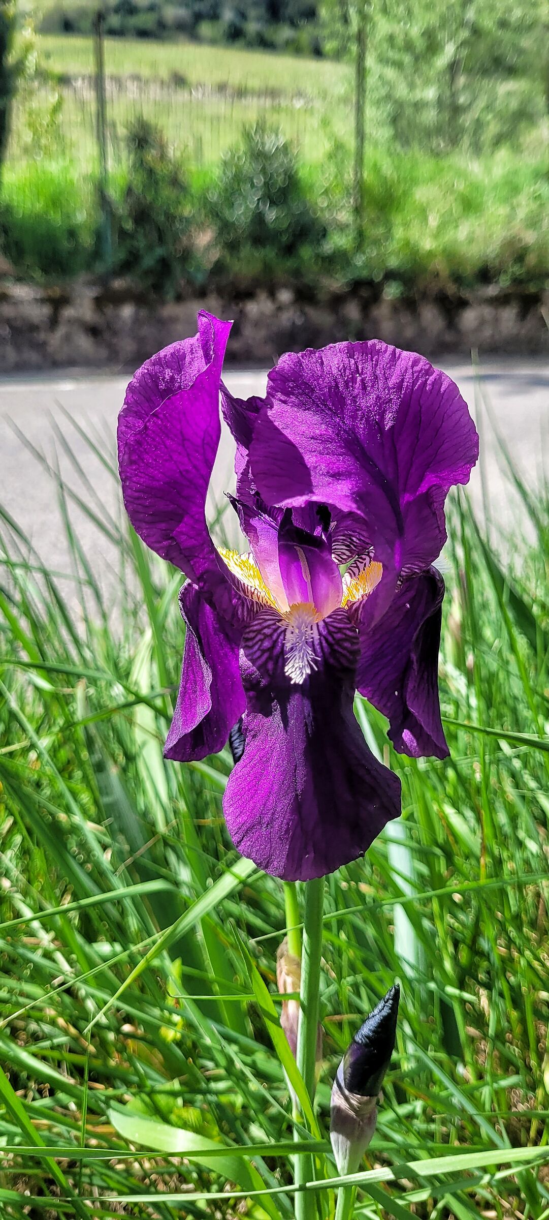 Viola...