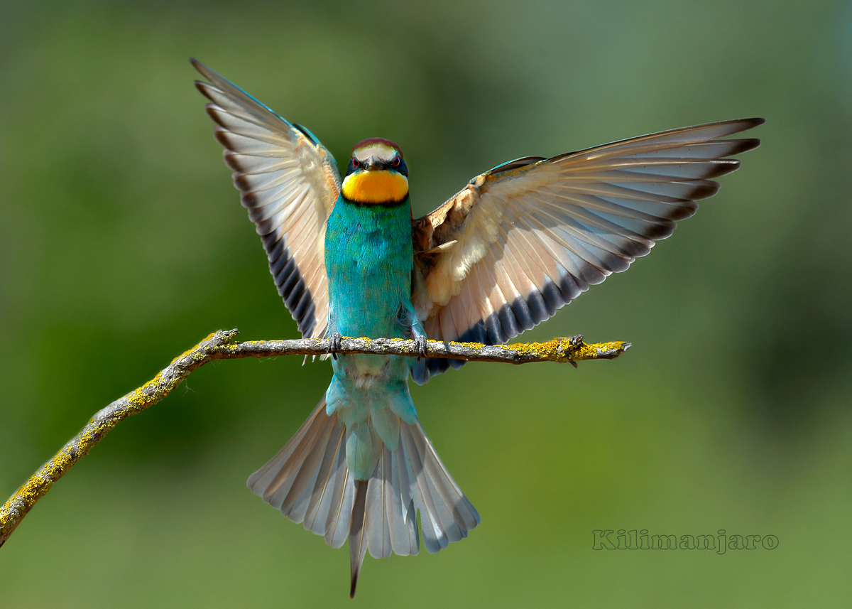 Il mio primo Gruccione