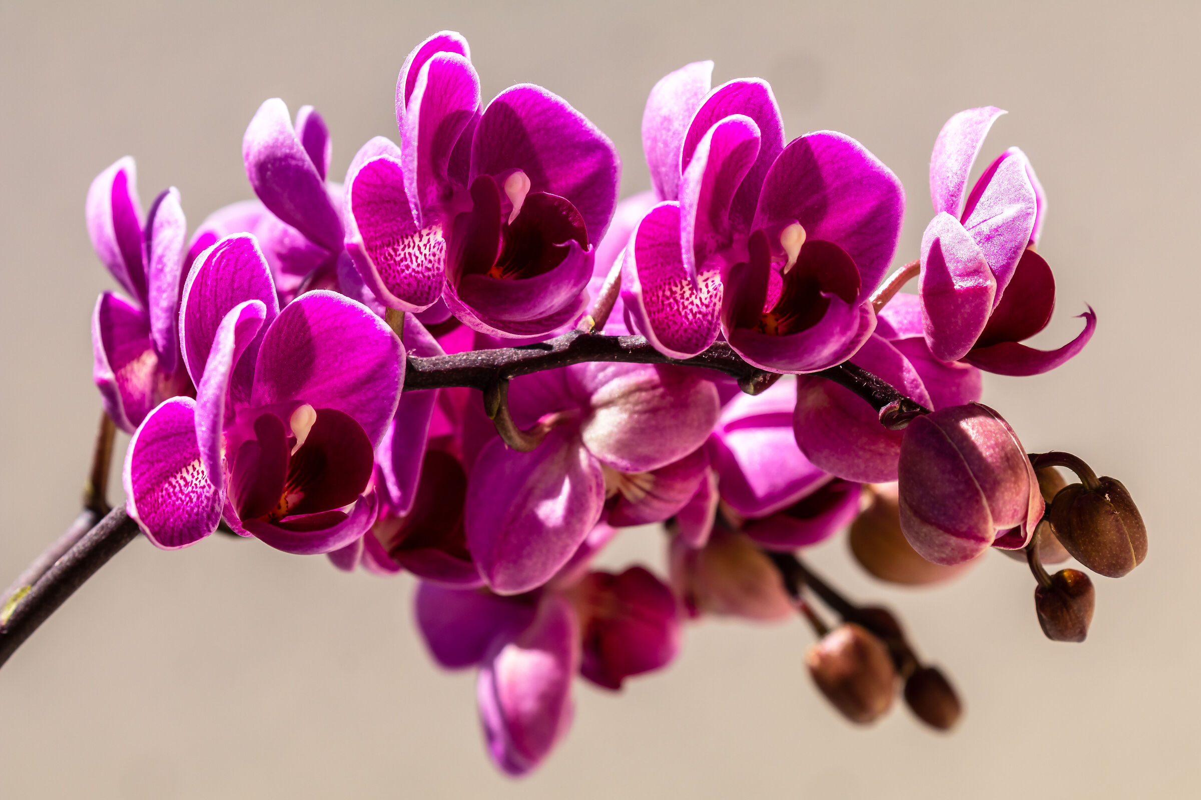 Orchid