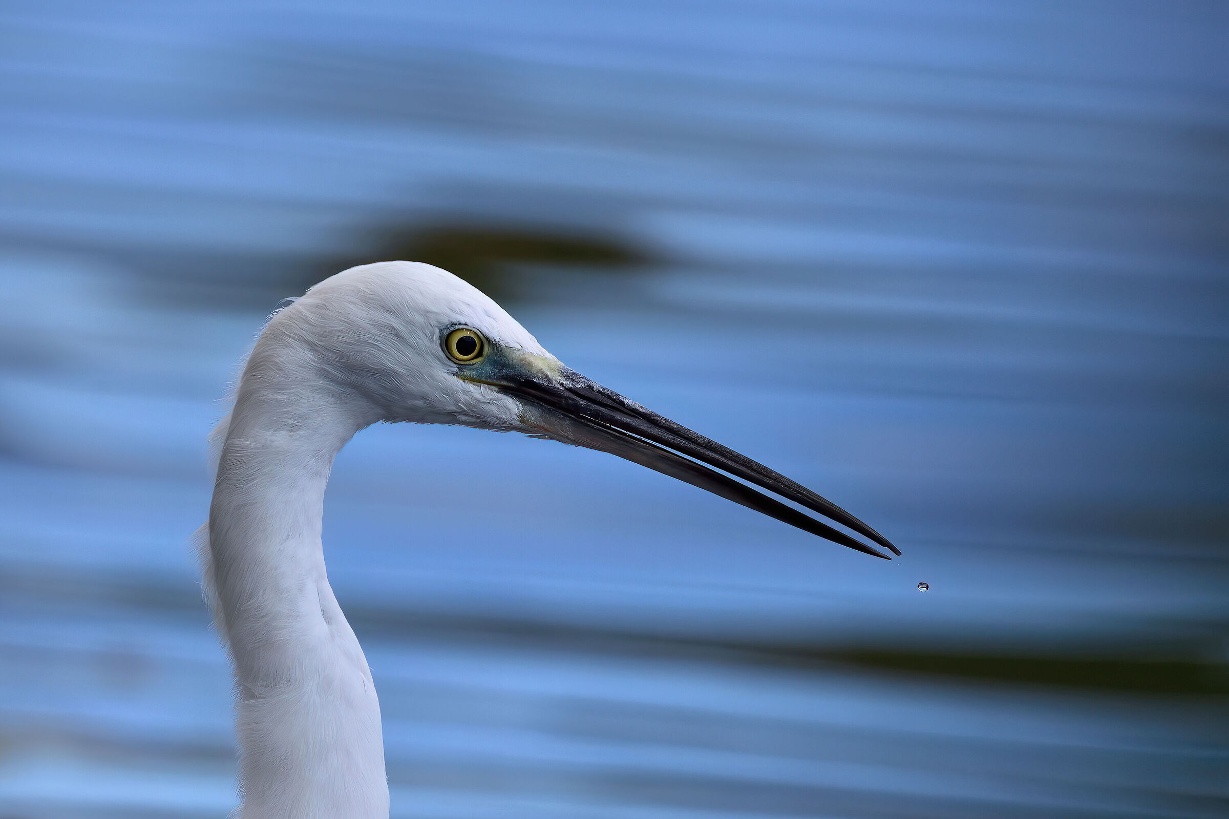 Egret