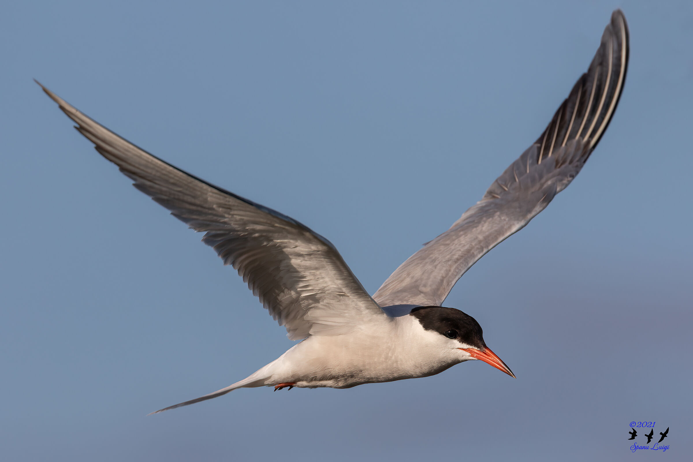 Common Tern